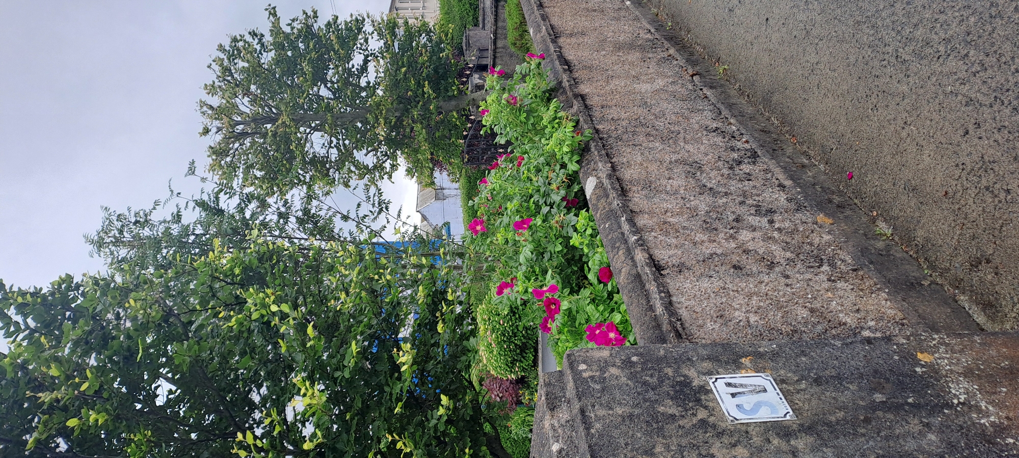 The image depicts a stone wall with a patch of vibrant pink roses growing in front of it, set against a backdrop of lush green trees and a cloudy sky. A road runs alongside the wall. A small white sign with blue lettering, appearing to be "SV", is affixed to the left side of the stone wall. The overall impression is of a charming, naturalistic scene within an urban or semi-urban environment. The presence of the sign suggests a possible location marker or identifier. While the exact location within Castlebar is not definitively stated, the scene's elements are consistent with a public garden or a residential area with landscaped features.