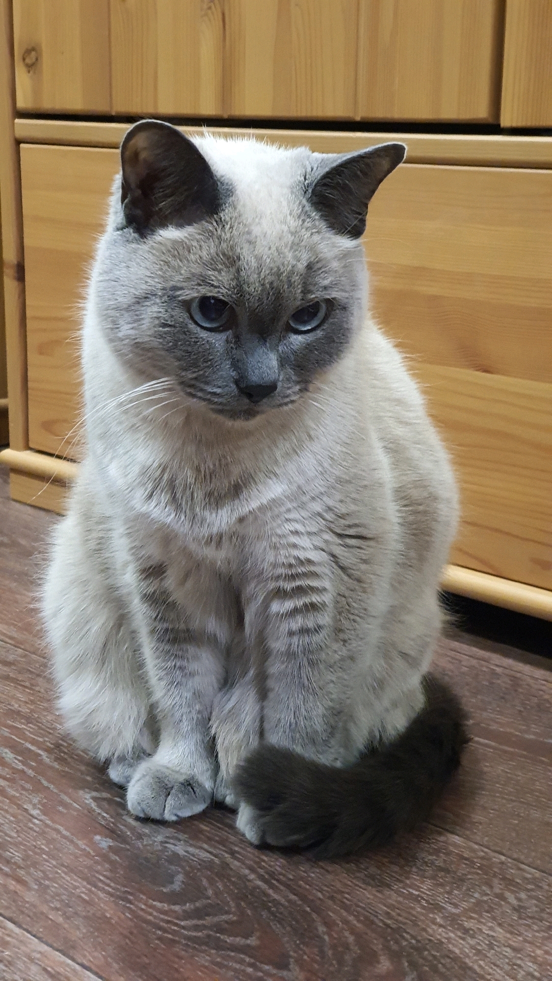 The image shows a Siamese cat sitting on a wooden floor in front of a wooden cabinet. The cat is light-colored with darker points on its ears, face, and tail. Its eyes are blue and it is looking down. The background is a wooden cabinet with visible grain and drawers. There is no indication of the city of Krasnoyarsk, Russia in this image.