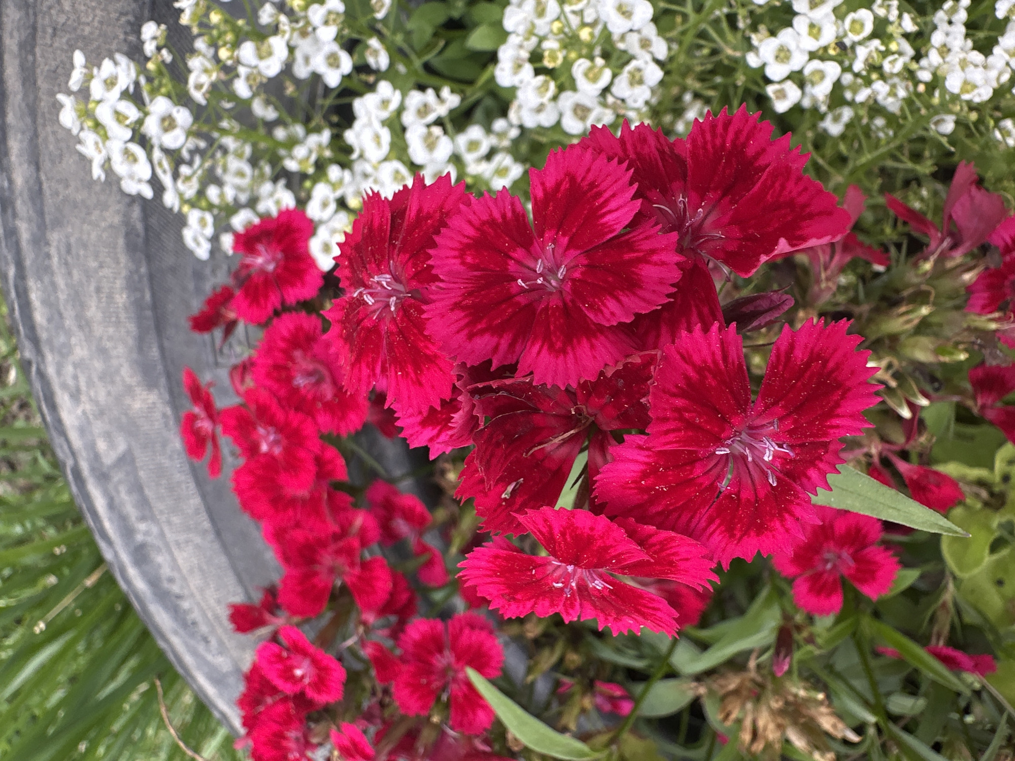 This is a close-up, eye-level, vertical, medium shot of a garden bed with two types of flowers and a portion of a tire. The foreground is dominated by vibrant pinkish-red dianthus flowers, characterized by their serrated petals and delicate white stamens. Behind them, to the right, a cluster of small, white flowers, likely alyssum, creates a soft, frothy texture. A thick, grey tire, with visible tread marks, arcs across the top portion of the image, suggesting the garden bed is located in or around an urban setting, possibly near a recycling area or a place where tires are discarded. The background consists of blurred green grass and foliage. No people or specific actions are depicted in the scene.
