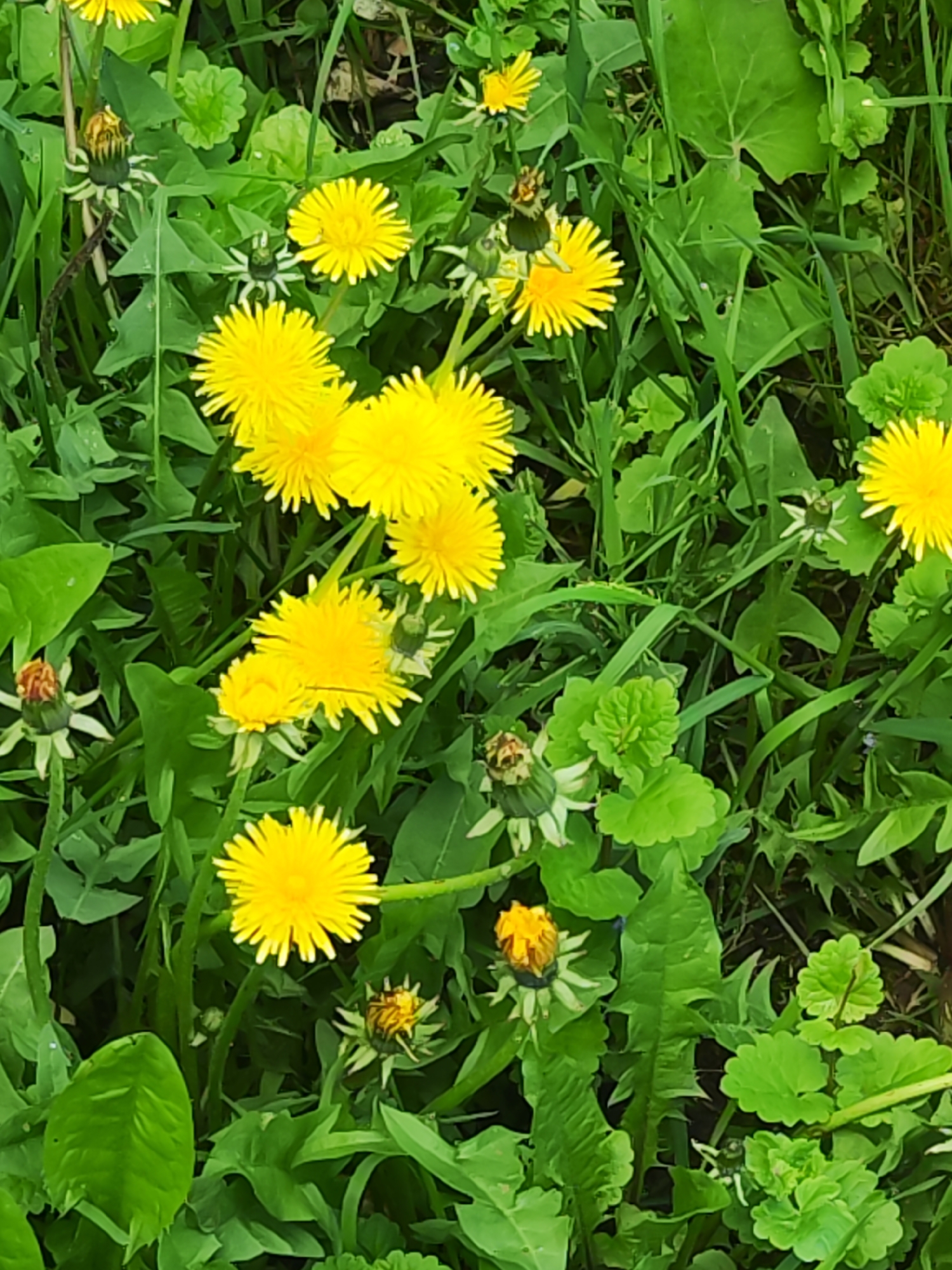 The image shows a patch of dandelions and green foliage. The dandelions are in various stages of bloom, from closed buds to fully opened yellow flowers. Other green plants and grasses fill the background. The scene is outdoors in a natural setting.