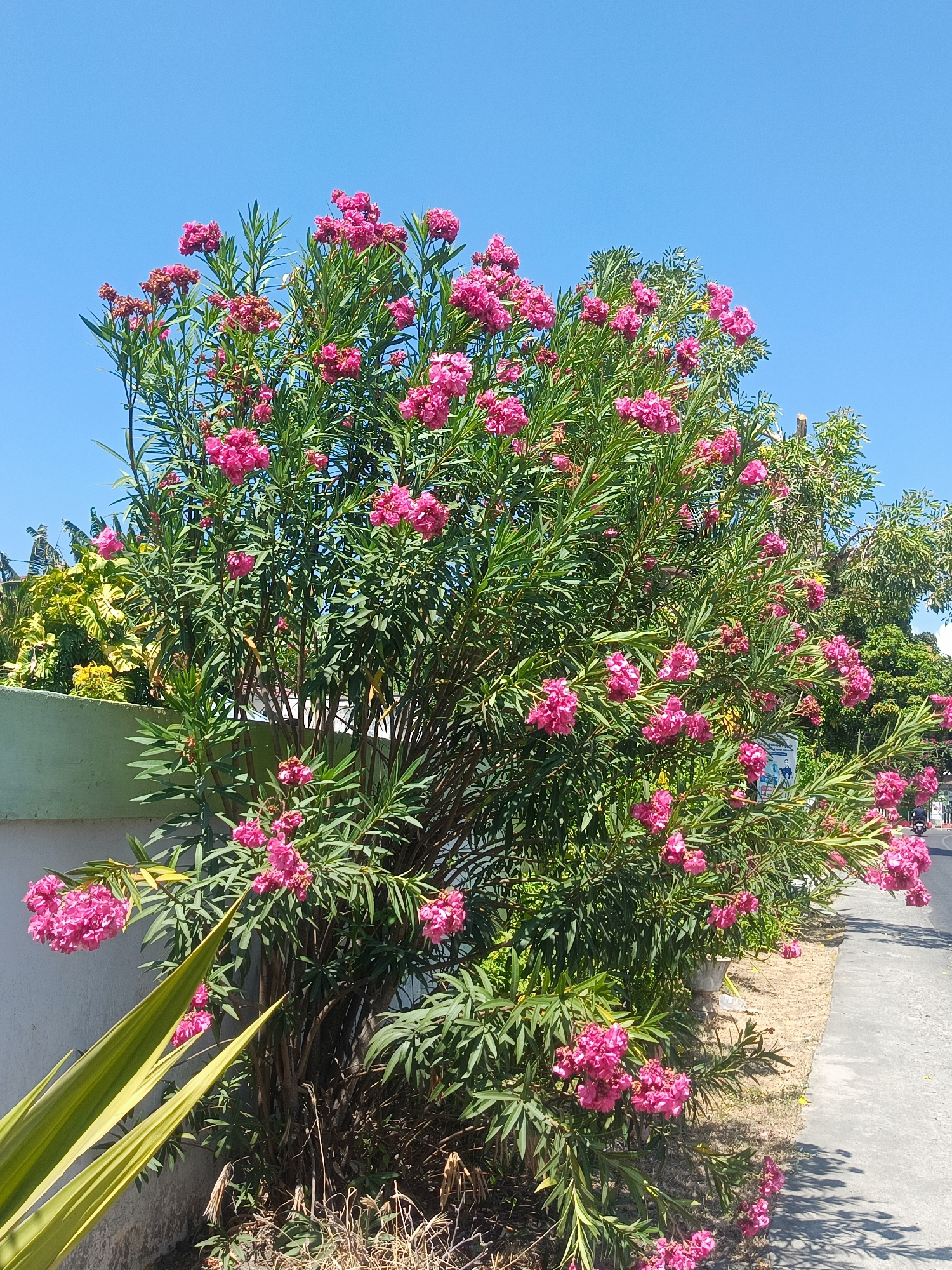 A vibrant, sun-drenched image captures a flowering oleander bush in full bloom, its clusters of bright pink blossoms contrasting against a clear blue sky. The bush is situated outdoors, adjacent to a light-colored wall and a paved path, suggesting a location within a populated area such as Luwoo, Indonesia. In the background, hints of other vegetation and a street with a parked motorcycle indicate an urban or suburban environment. The overall scene evokes a feeling of tropical warmth and natural beauty within a city setting.
