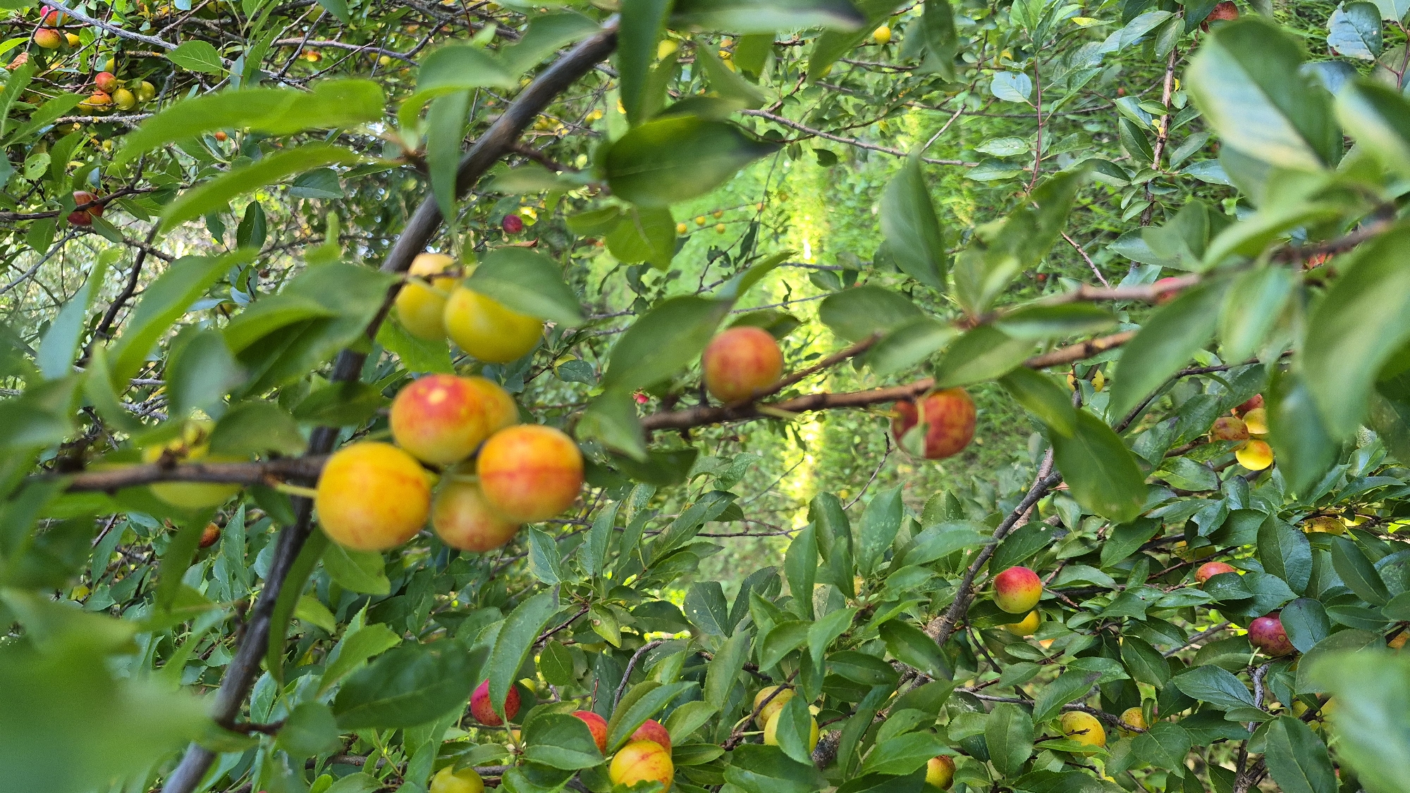 A close-up, eye-level, vertical shot captures a branch of a fruit tree laden with ripe red and yellow plums. The plums are clustered and vary in size and color, with some showing a gradient from yellow to deep red. The leaves of the tree are a vibrant green, providing a lush backdrop. In the background, out of focus, is a field of green grass and more trees, suggesting a natural outdoor setting. The lighting indicates it is daytime. The image is located in Krauja, Latvia.