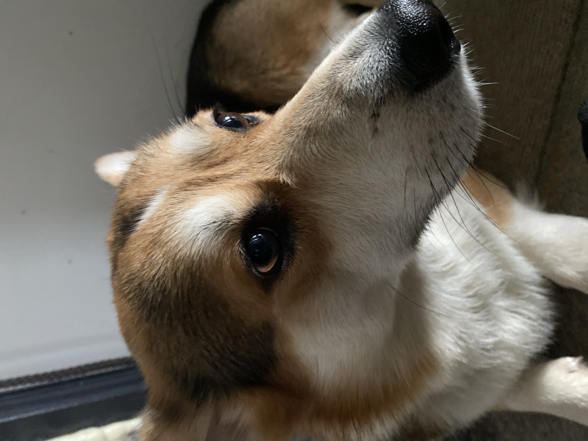 A close-up, slightly tilted shot focuses on a dog, likely a Welsh Corgi, lying down. Its face, featuring brown and white fur, is prominent, with the camera closely capturing its eyes and nose. Part of another dog is visible in the background. The location is not discernible from the image.