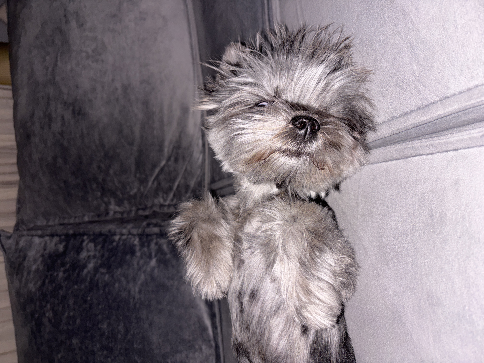 A close-up of a gray and white Yorkshire Terrier-type dog. The dog is lying on its back on a gray sofa, with its paws in the air. The dog's fur is long and shaggy. There is no information given to conclude that this image was taken in the city of Chaikovsky, Russia.