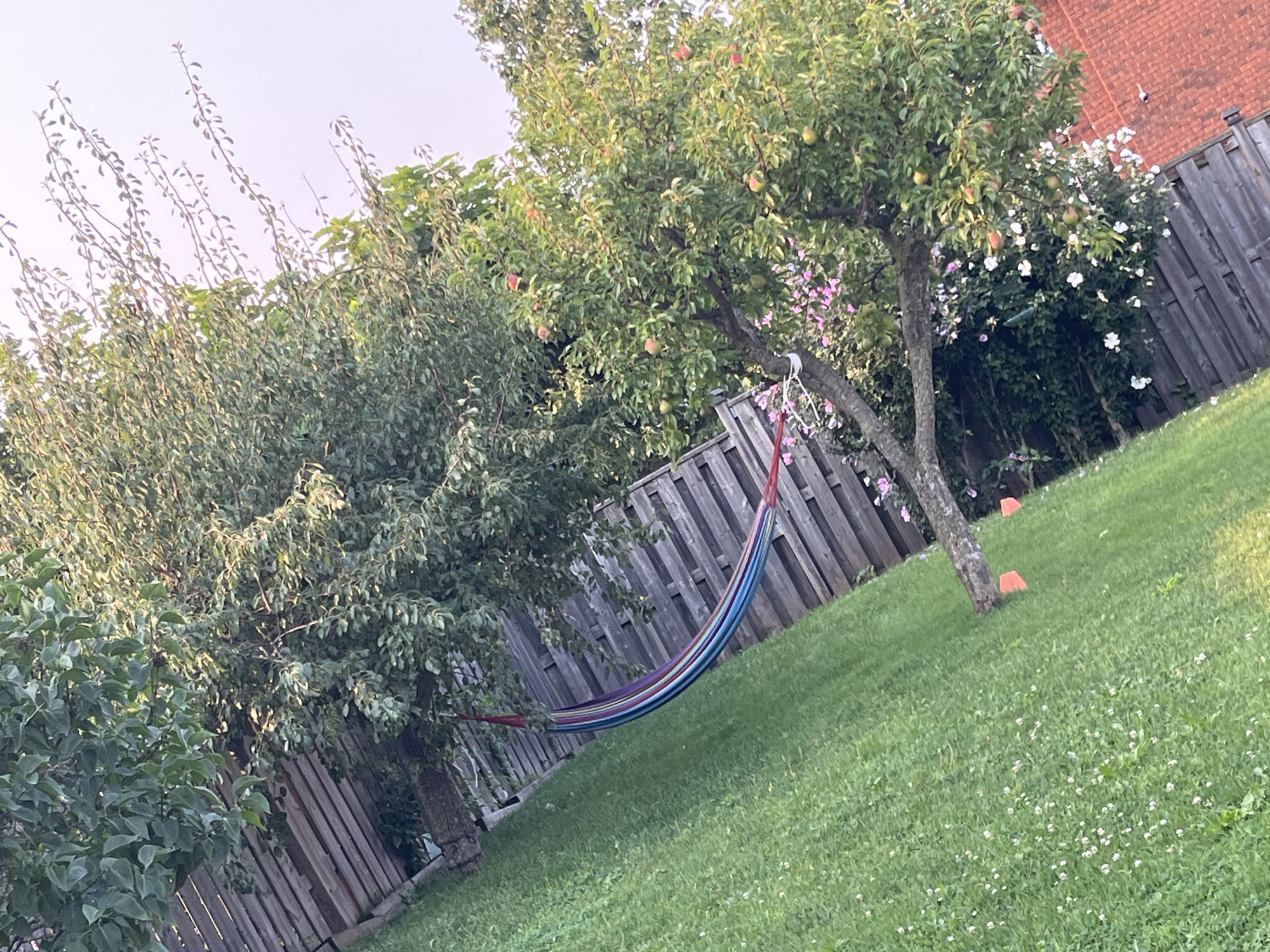 This image depicts a backyard scene in the city of Hamilton, Canada. A hammock with multi-colored stripes, consisting of pink, purple, blue, and green, is suspended between two trees in a grassy yard. A wooden fence runs along the perimeter of the yard, behind the trees and hammock. One of the trees appears to be an apple tree, with several red apples visible amongst its green leaves. There are also pink and white flowers blooming in the background, near the fence. The grass in the yard is green and well-maintained, with some small white flowers scattered throughout. The sky is clear and light, suggesting it is daytime. The overall impression is one of a peaceful and private outdoor space.