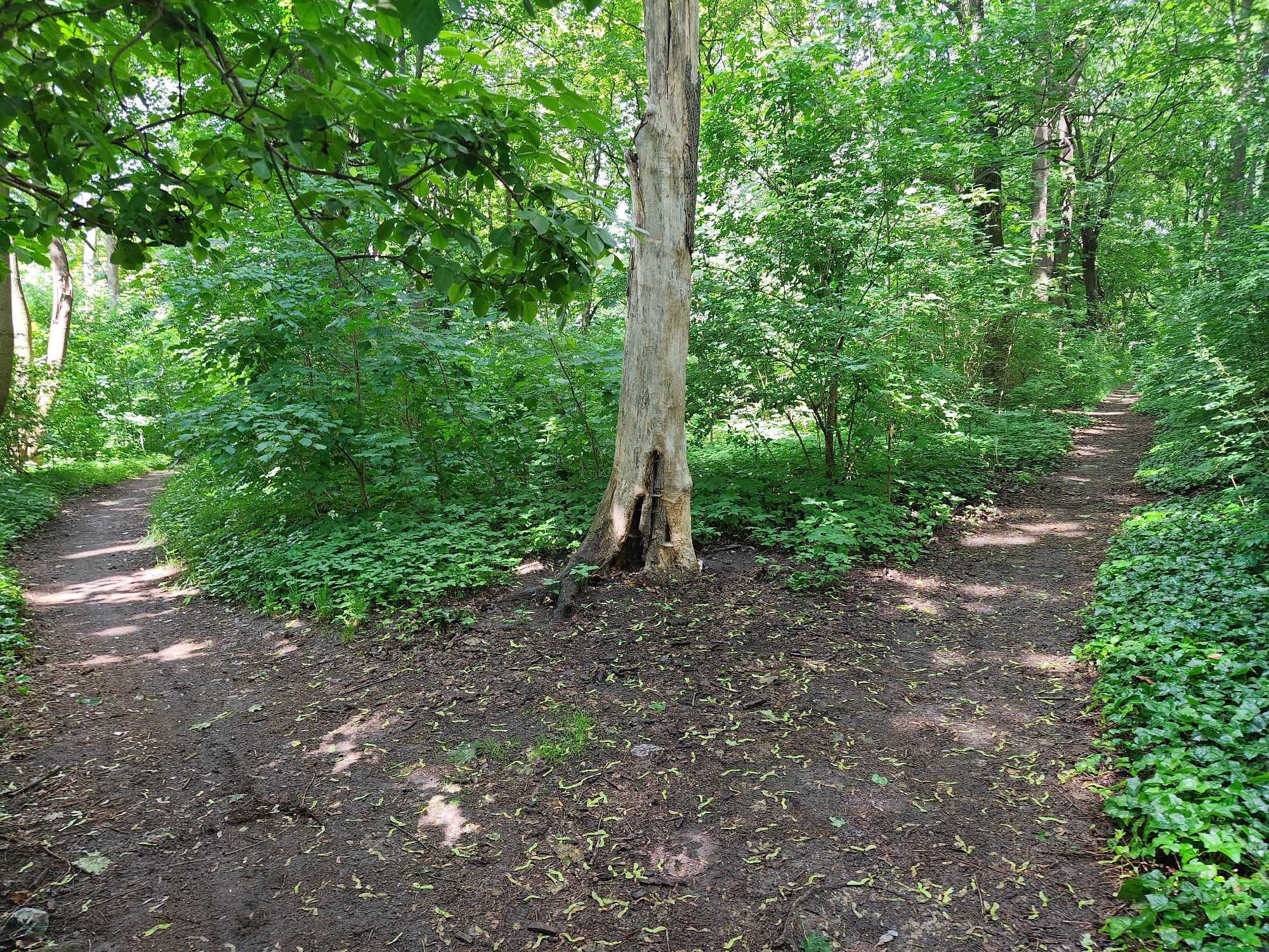 A fork in a dirt path diverges in a lush green forest. On the left, the path curves away and is dappled with sunlight and shadows. On the right, the path also curves away, lined with dense green ivy. In the center of the fork stands a tall, dead, light-barked tree with a hollowed-out base. The ground around the tree is muddy and covered with scattered green seed pods and fallen leaves. The surrounding forest is dense with vibrant green foliage and trees. The scene appears to be in an outdoor, natural environment, likely a park or wooded area within a city.