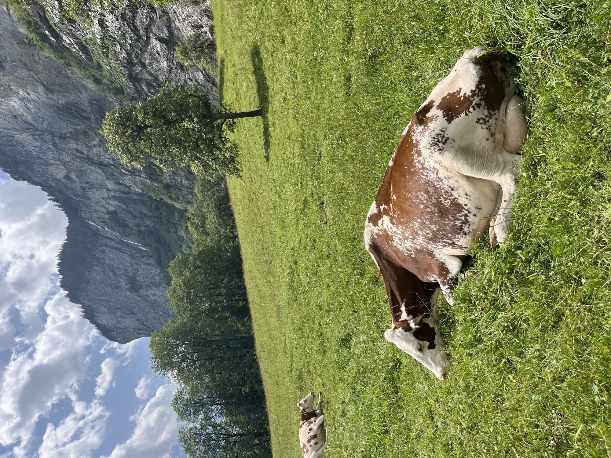Two brown and white cows are resting on a lush green meadow in front of a steep, rocky mountain face. The mountain is partially covered with trees and a waterfall cascades down its side. The sky above is blue with scattered white clouds. The cow in the foreground is lying on its side, facing left, with its head resting on the grass. The second cow, further back and to the left, is also lying down, facing the same direction. The scene appears to be in Wengen, Switzerland, a mountain village known for its stunning alpine scenery.