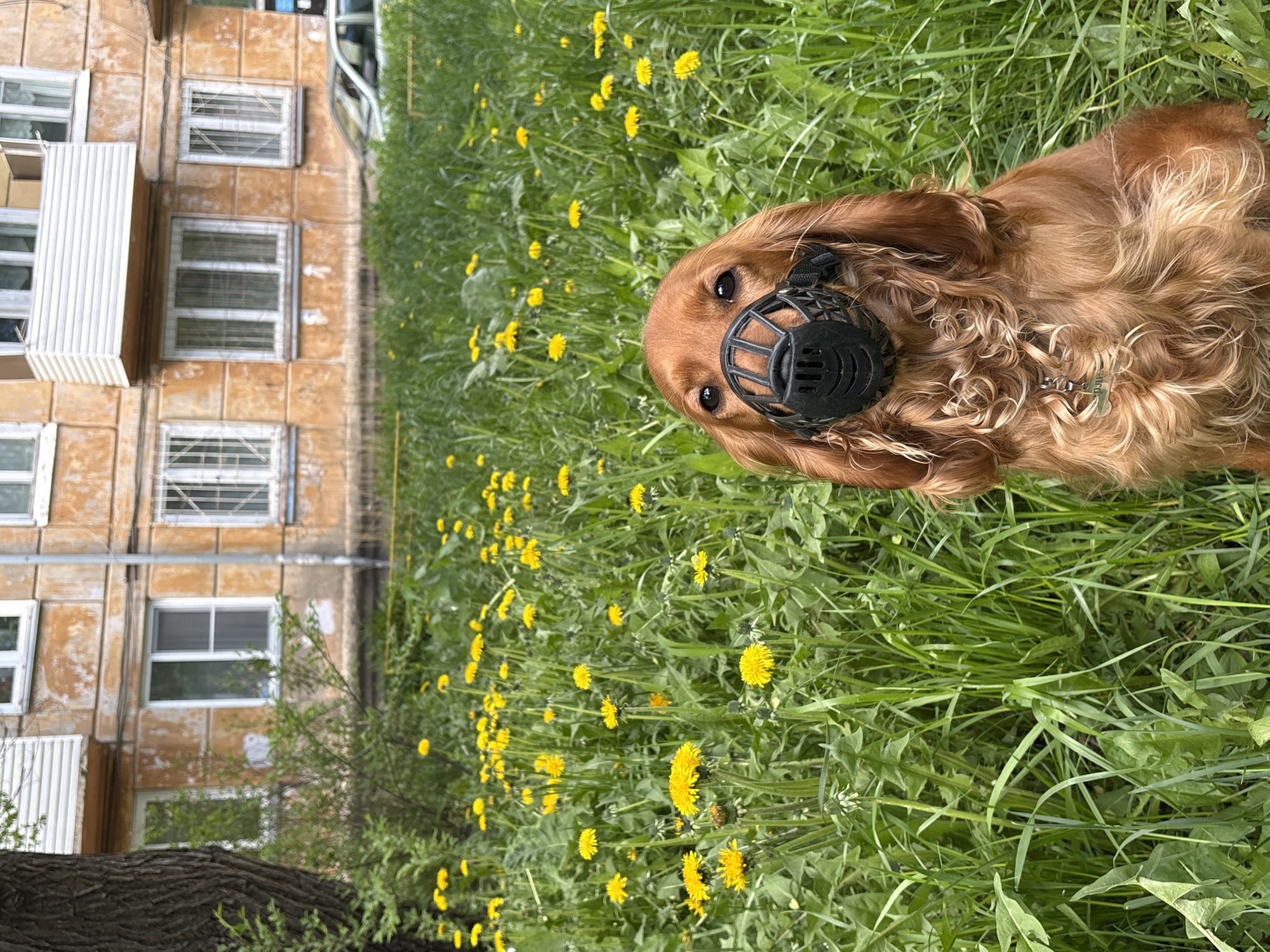 A Cocker Spaniel wearing a black plastic muzzle lies in a field of dandelions. Behind the dog is a weathered apartment building in Krasnoyarsk, Russia. The building is three stories tall with white-framed windows. A large tree trunk is visible in the lower-left corner. The field is filled with green grass and numerous yellow dandelions.