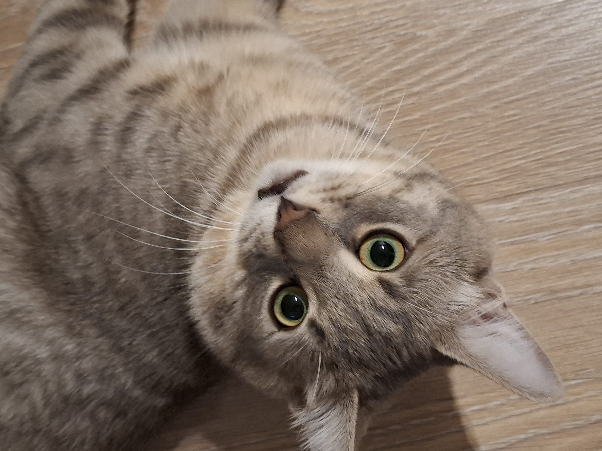 A domestic short-haired cat with grey and brown tabby markings is lying on a wooden floor. Its eyes are wide open and green. The cat is looking up towards the camera. The image appears to be an indoor photograph. The specific location within Zemun Urban Municipality, Serbia, cannot be determined from the visual information provided.