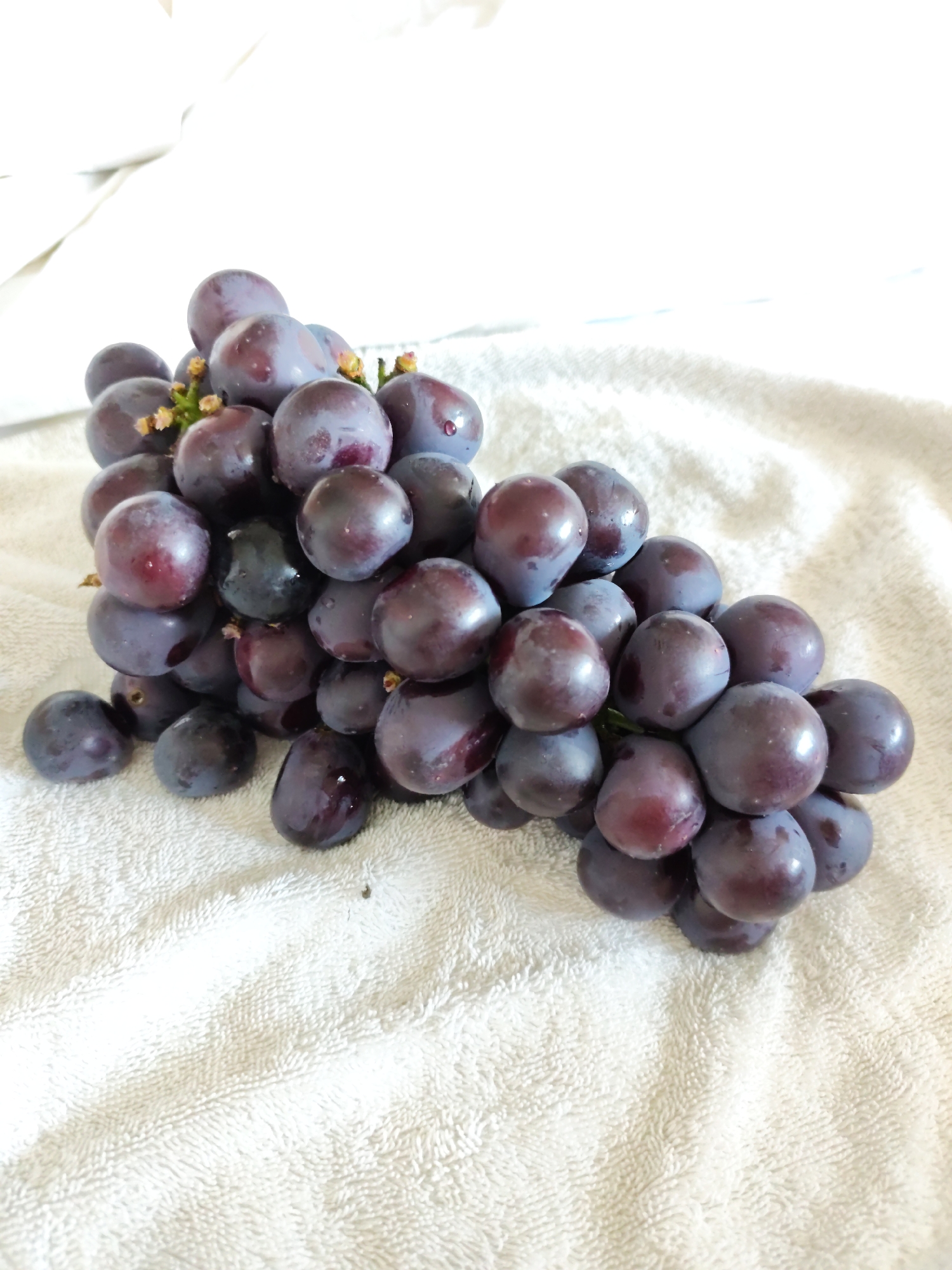A bunch of dark purple grapes rests on a white textured surface. The grapes are plump and glossy, with some appearing to have a bluish hue. The surface beneath the grapes is a soft, terrycloth-like material, possibly a towel or blanket, which is predominantly white but shows slight graying in some areas due to lighting. The background is a bright, blown-out white, suggesting strong overhead lighting and a clean, minimalist setting. There are no people or visible signs of human activity in the image. The scene is static and lacks any dynamic elements. The overall impression is one of simple presentation, focusing solely on the grapes as the subject. The location is not specified as being in Lindian, China.