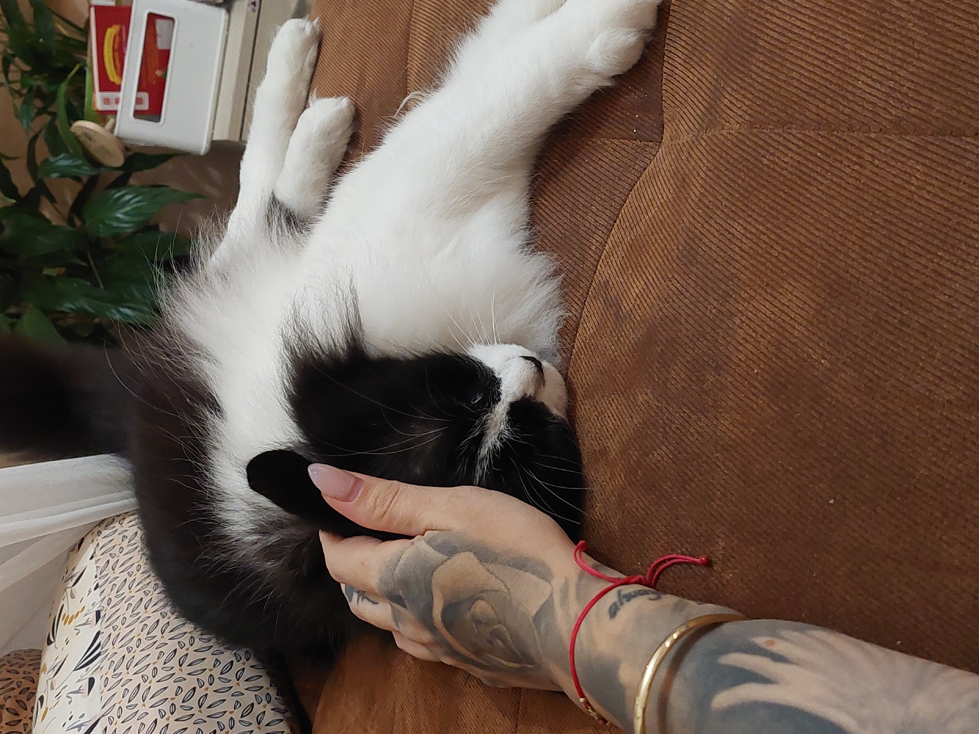 An indoor scene in Plovdiv, Bulgaria, shows a black and white tuxedo cat resting peacefully on a brown, corduroy-textured sofa or cushion. The cat is lying partially on its back or side, with its white belly fur and paws visible, and its head gently nestled against the sofa. Its eyes appear closed, indicating it is asleep or very relaxed.
A person's left hand, with light pink manicured fingernails, is gently stroking the cat's head. The person's arm is heavily tattooed with a dark, intricate rose or floral pattern. A thin red string bracelet and a shiny gold bangle are worn on the wrist. Partial text, possibly "always," is visible on the tattooed arm.
In the upper left background, part of a green leafy plant is visible, along with several objects on what appears to be a shelf or table, including items with red and yellow accents and a white rectangular object. The bottom left of the image shows a patterned fabric, likely the person's pants or a blanket, featuring light brown, black, and white abstract leaf or feather designs. The overall mood is one of calm and affectionate interaction.