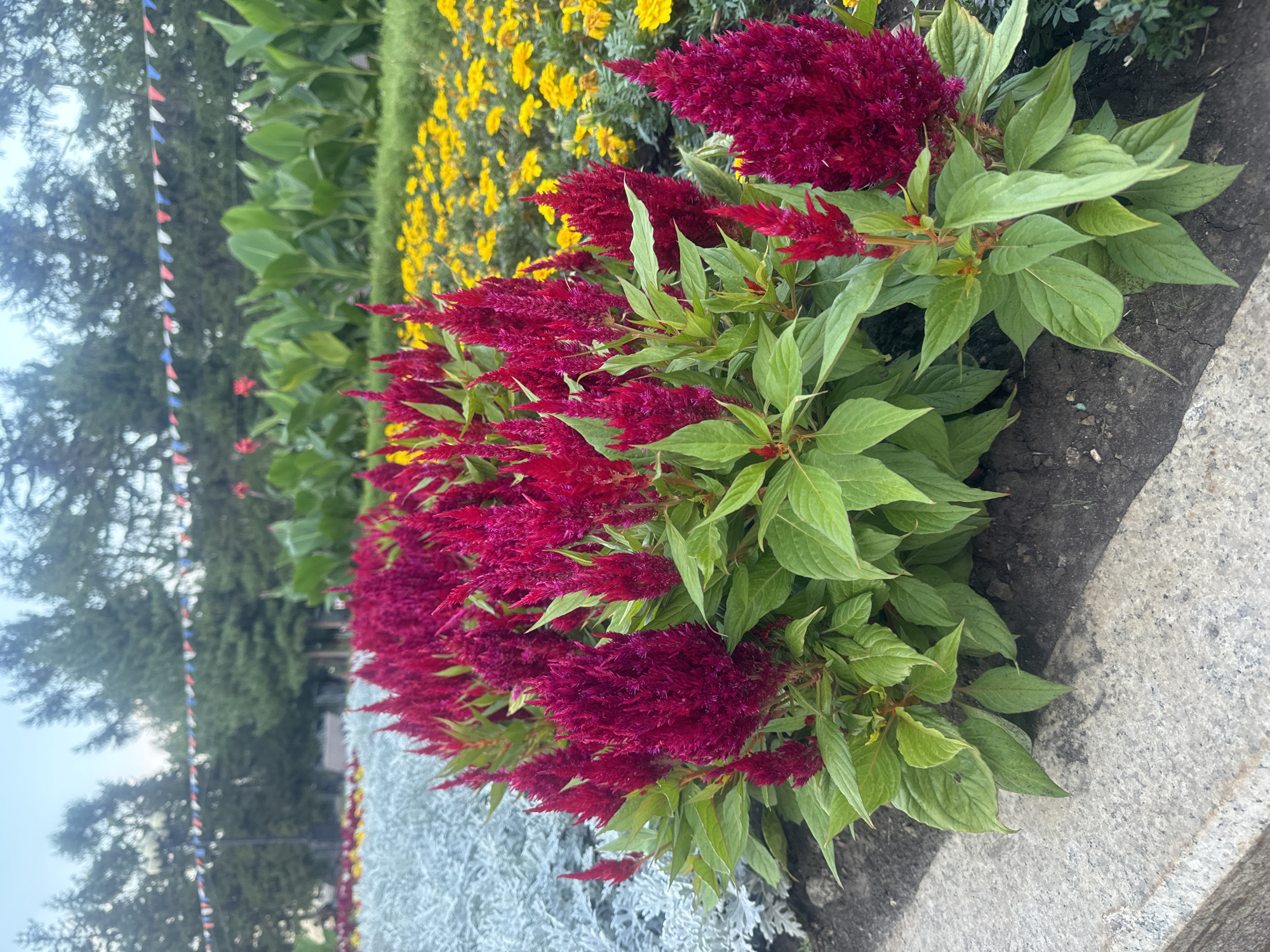 The image shows a close-up view of a flowerbed featuring vibrant red celosia flowers in the foreground. These flowers have a distinctive plumed appearance. Behind the celosia, a bed of bright yellow flowers is visible, followed by large green leaves of what appear to be canna lilies. In the far background, several trees stand tall under a hazy sky. A string of red, white, and blue triangular flags is strung between some of the trees, suggesting a festive occasion or a public area decorated for an event. The flowerbed is bordered by a grey stone curb. The overall scene depicts a well-maintained public garden or park. The presence of the flags suggests the location might be decorated for a national holiday or celebration. The style of the flags and the overall appearance of the park are consistent with public spaces in Irkutsk, Russia, potentially decorated for Victory Day (May 9th) or Russia Day (June 12th).