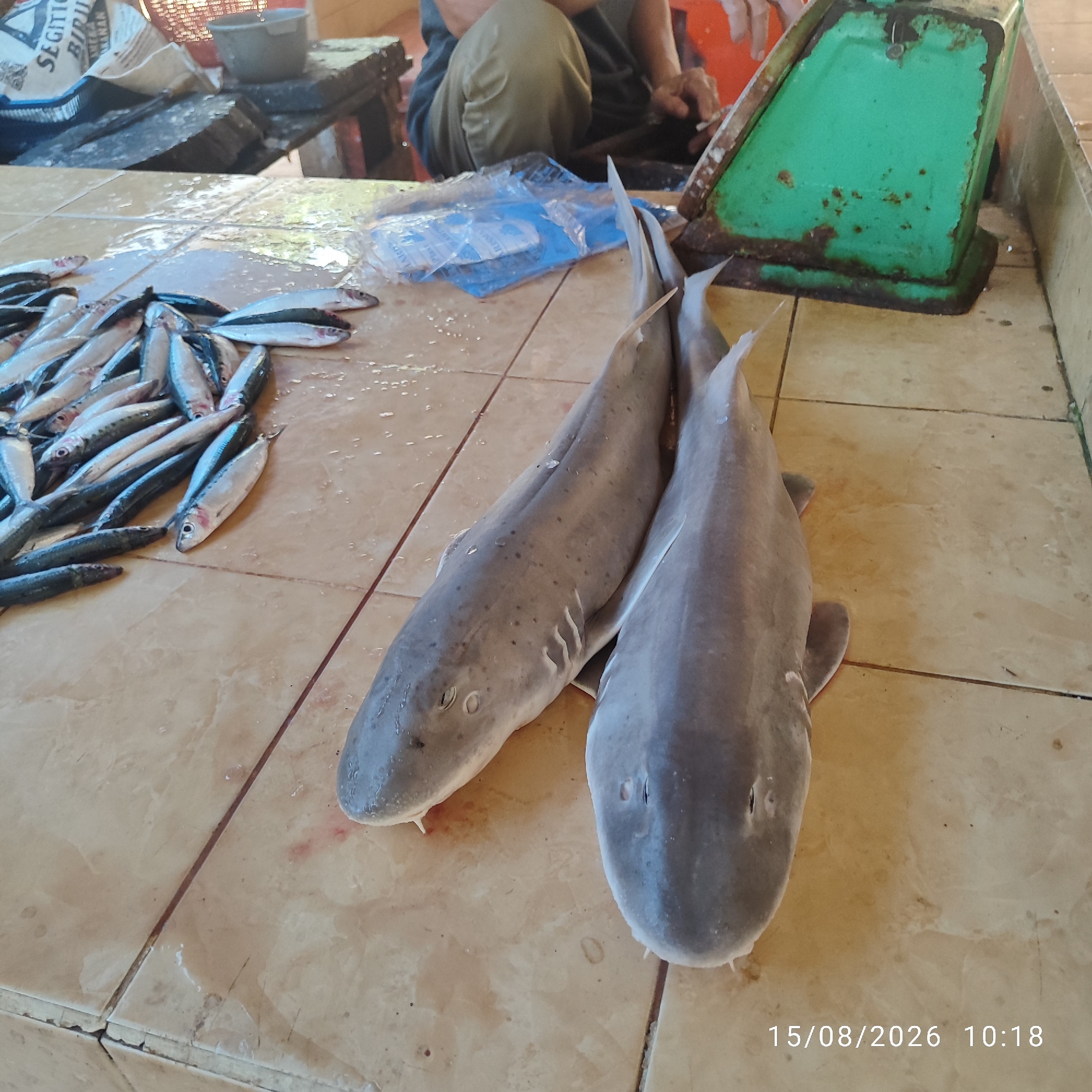 Two small sharks are lying on a tiled surface, with a pile of smaller fish to the left. A green industrial scale is visible in the background, along with a person in an olive green shirt and light brown pants. The scene appears to be a market stall, likely in Pembaharuan, Indonesia, given the context. The sharks are greyish-brown with darker speckles. The smaller fish are silver and appear to be sardines or a similar species. The tiled surface is light brown and appears wet. The lighting suggests an indoor or covered outdoor setting. A timestamp "15/08/2026 10:18" is present in the lower right corner.