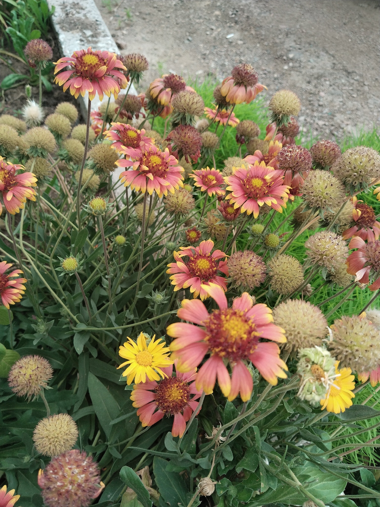 A close-up, eye-level shot captures a cluster of Gaillardia flowers, also known as blanket flowers, in various stages of bloom and seed. The flowers exhibit vibrant bicolor petals, predominantly shades of coral pink transitioning to yellow at the tips. The central disks of the blooming flowers are a deep reddish-brown. Surrounding the fully bloomed flowers are numerous spherical seed heads, some appearing fuzzy and light brown, others more compact and reddish-brown. The foliage is a deep green, with slender stems supporting the blooms. The background consists of lush green grass and a gravelly surface, suggesting an outdoor, possibly uncultivated, setting. A concrete curb or border is visible in the upper left portion of the image. No people are present. The overall impression is one of natural beauty and the cycle of plant life.