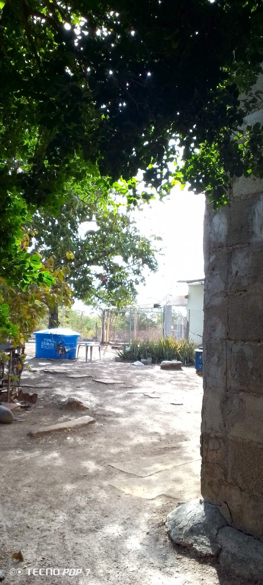 This image captures an outdoor, unpaved yard area under bright, strong sunlight, consistent with a rural or semi-urban setting like Altagracia, Venezuela.
In the foreground, lush green foliage heavily overhangs the scene from the top and left, casting dappled shadows on the ground. To the right, a rough concrete block wall, possibly part of a building, stands prominently, with a sturdy concrete base.
The midground features a large, bright blue cylindrical container, likely a water tank, with partial white text visible on its side, including "YUYA," "MACA," and "ACUARIO." A small, light-colored table with thin legs is positioned next to it. Further back and to the right, a cluster of spiky green plants, possibly aloe vera, grows near a metal wire fence or gate that defines a boundary.
In the background, more trees and a glimpse of a light-colored building are visible beneath a brilliant, almost overexposed sky. The ground is uneven dirt, interspersed with flat stones or concrete slabs forming what appears to be a worn path.
No specific activity or event is taking place; the scene is still and tranquil. The overhead sun suggests it is midday or early afternoon on a clear, warm day. The image has a rustic and natural feel. The camera watermark "© TECNO POP 7" is present in the bottom left corner.