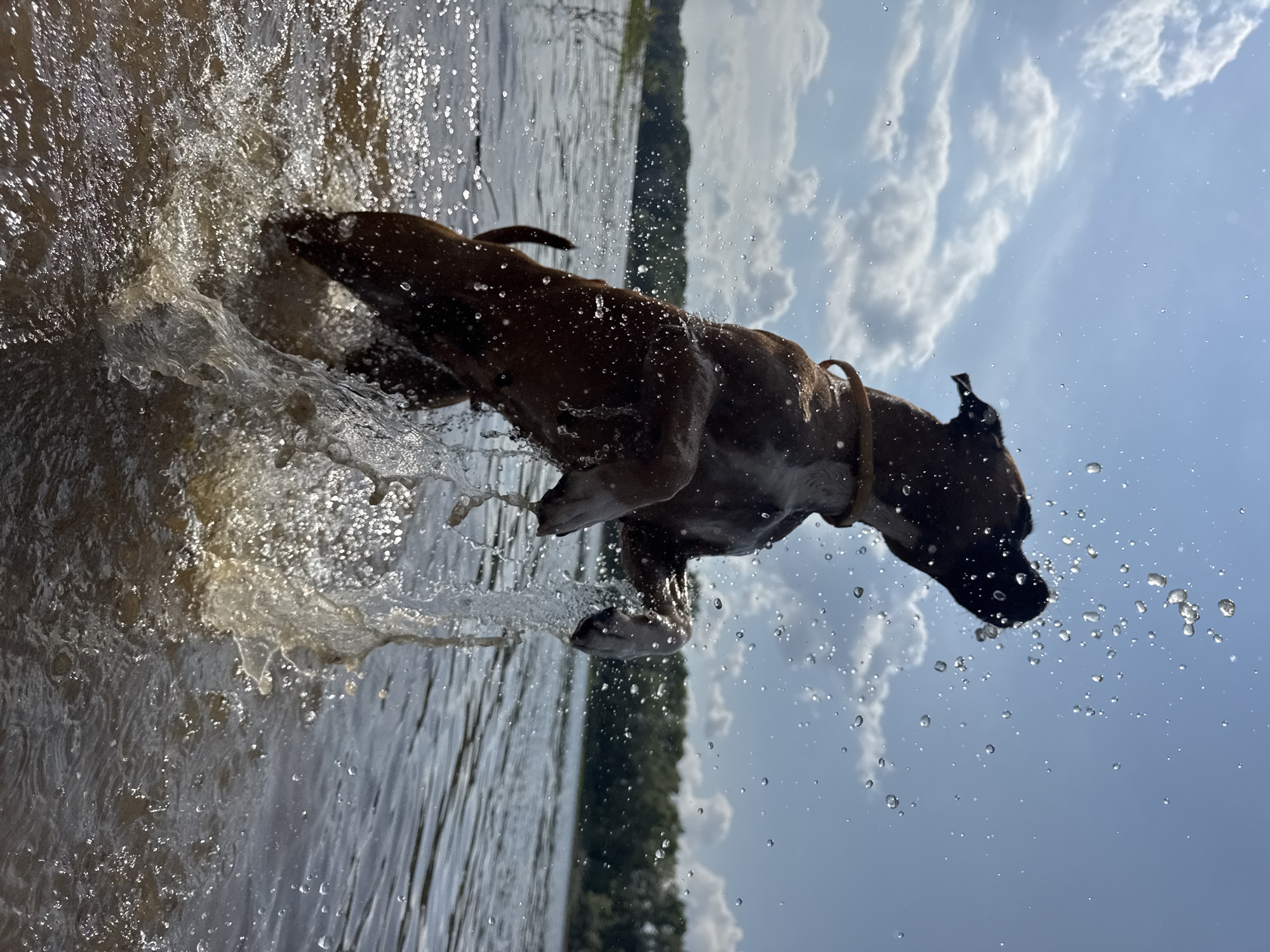 A brown and white boxer dog is captured mid-air, leaping out of dark, murky water. Water droplets spray from its body and the disturbed surface. The dog's head is tilted back, mouth open, with water streaming from its fur. Its front paws are raised, and its hind legs are submerged in the water. A yellow collar is visible around its neck. In the background, a hazy line of green trees borders a calm body of water. The sky above is a bright blue, dotted with fluffy white clouds and reflecting the bright sunlight, creating a shimmering effect on the water's surface. The scene appears to be a natural body of water, possibly a river or lake, on a sunny day. It is unknown if this is in Chaikovsky, Russia.