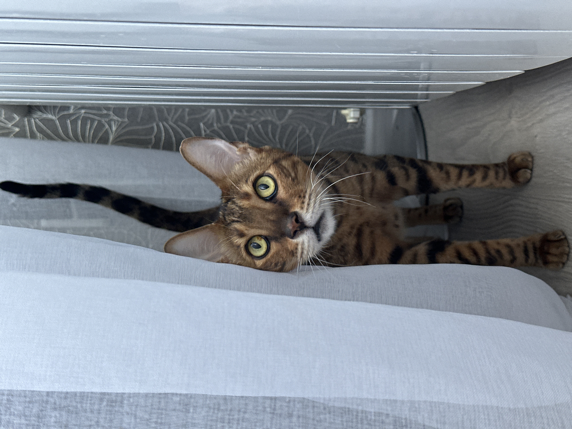 A Bengal cat with striking yellow eyes and a striped coat peers out from behind a white translucent curtain. The cat is standing on a light-colored wooden floor, facing the camera. Its tail, also striped, arches upwards. To the right of the cat, a vertical structure with ribbed detailing, possibly a radiator or a blind, is visible against a wall with a floral pattern. The overall setting appears to be indoors. The image was taken in Energetik, Russia.