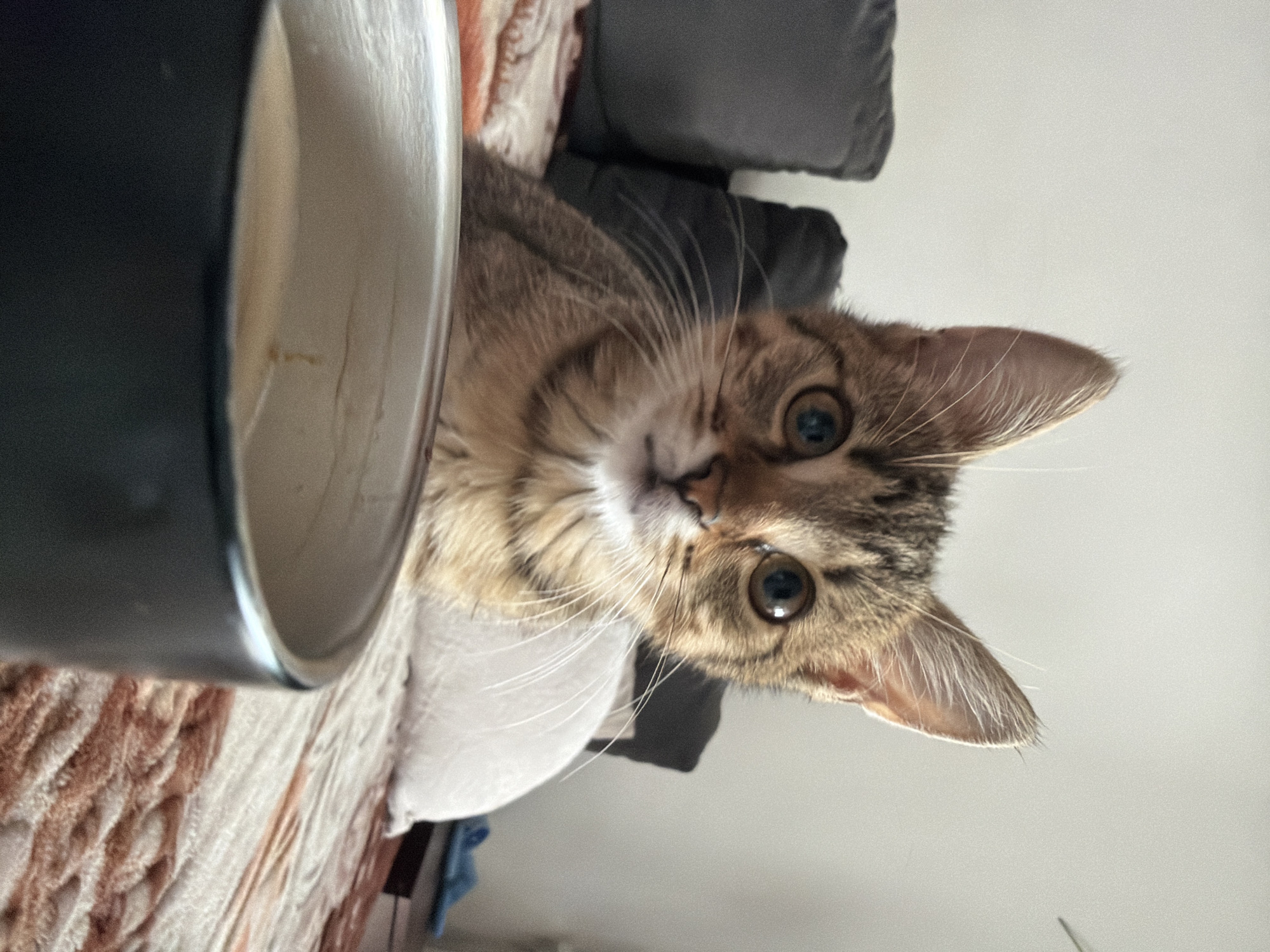 A tabby kitten with large ears and wide, dark eyes peers over a dark grey mug filled with a light brown beverage. The kitten is sitting on a bed covered with a patterned blanket in shades of cream and rust. Behind the kitten, two dark grey pillows are visible, partially obscuring the background. The lighting is soft, suggesting an indoor setting during the day. The image is taken from a low angle, focusing on the kitten and the mug. The location is described as Unknown, Unknown.