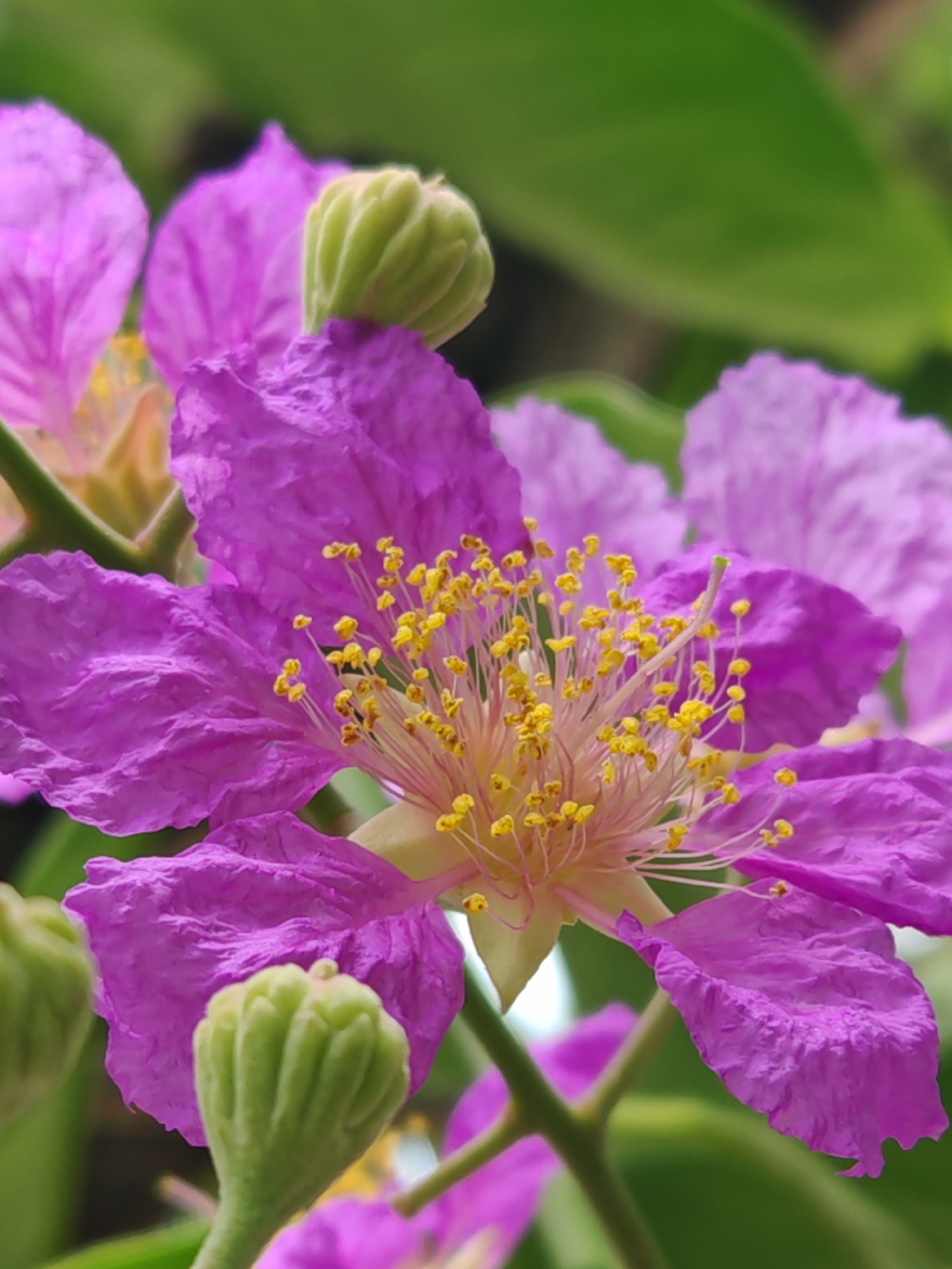 A close-up, shallow depth of field photograph shows a vibrant purple flower with yellow stamens prominently featured in the foreground. The flower's delicate petals are slightly crinkled, and its center is a cluster of thin, light-colored filaments tipped with bright yellow anthers. Several small, green buds are visible on the stem, one directly below the main flower and another to the left. In the background, blurred green leaves and other out-of-focus purple flowers suggest a lush garden environment. The image captures a single blooming flower in detail, with surrounding plant life softly rendered. The scene is set in the city of Baan Bang Rak, Thailand.