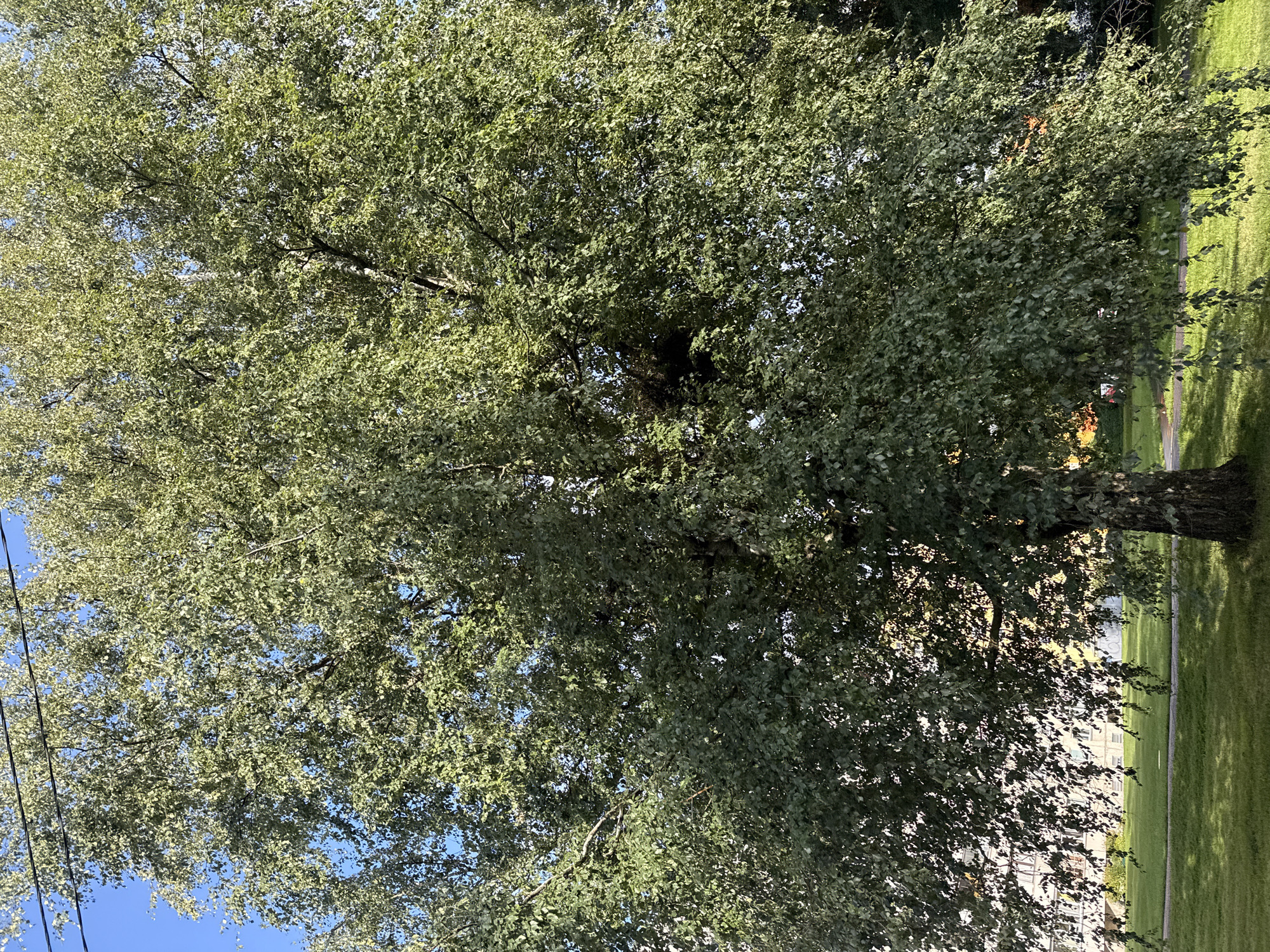 The image captures a large deciduous tree, likely a birch, with a dense canopy of green leaves. Its trunk is visible at the bottom center, with rough, textured bark. The tree is situated on a grassy area, with a paved path running horizontally across the middle ground. In the background, a multi-story building with windows is visible. The sky above is clear and blue, with some power lines crossing the upper portion of the frame. The lighting suggests it is daytime, with sunlight filtering through the leaves and casting shadows on the grass. The location appears to be an urban park or residential area in Tallinn, Estonia. There are no people or animals clearly depicted in the image.