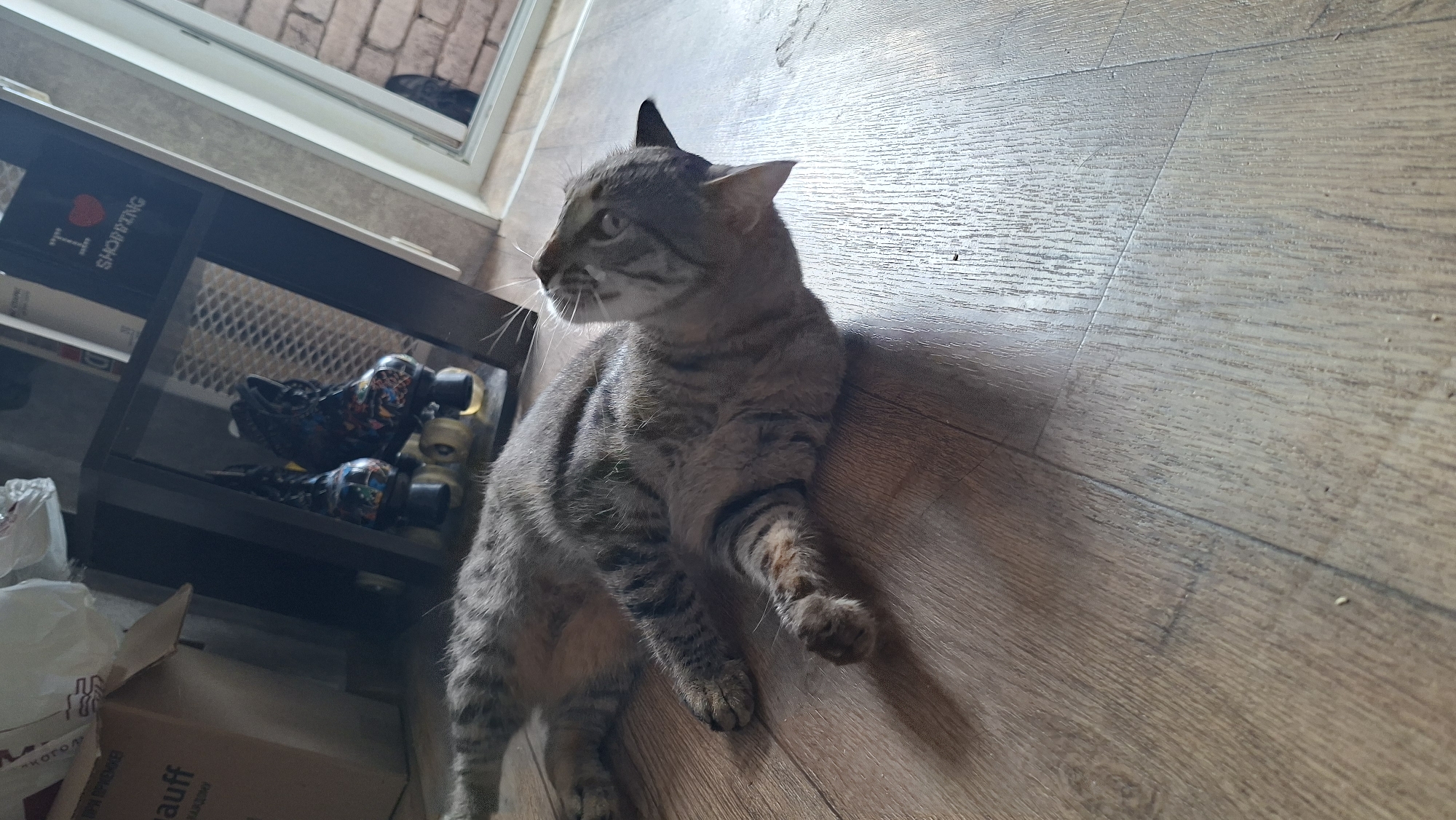 A tabby cat lies on a wooden floor, facing upwards and to the right. The cat is gray with black stripes and has its front paws extended. In the background, a shelf unit contains roller skates and a bag with "I LOVE SHOPPING" printed on it. To the left, a cardboard box is visible. The scene appears to be indoors, possibly in a residential setting in the city of Myadzyel, Belarus.
