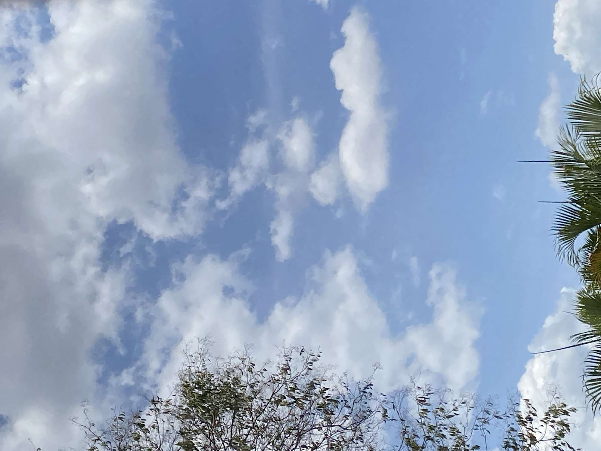 The image depicts a view looking upward, likely in Tinaquillo, Venezuela, featuring a blue sky partially obscured by clouds. The clouds are predominantly white and gray, varying in density and arrangement. The lower portion of the frame includes the foliage of trees, appearing as branches and leaves silhouetted against the sky. On the right side, a portion of a palm tree is visible, its fronds extending into the frame. The sky itself ranges in color from a lighter blue to a deeper shade.