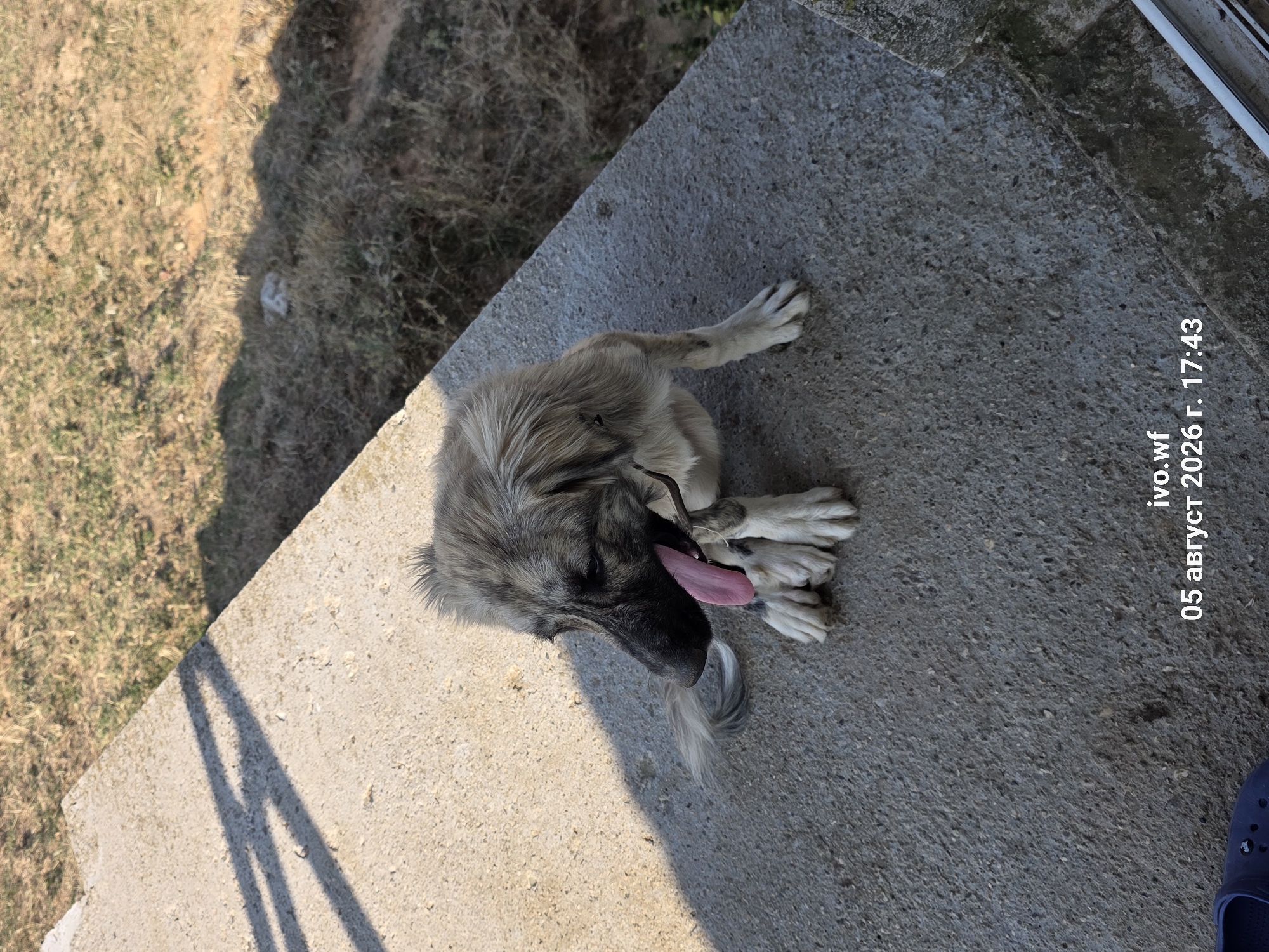 A medium-sized, light-colored dog with dark markings on its face and legs is sitting on a concrete ledge. The dog has its tongue hanging out and appears to be panting. The background consists of dry grass and dirt. Shadows from an unseen object are cast across the concrete ledge. Text overlays at the bottom of the image read "ivo.wf" and "05 август 2026 г. 17:43", indicating a date and time, which could potentially be related to the location of Chal, Bulgaria.