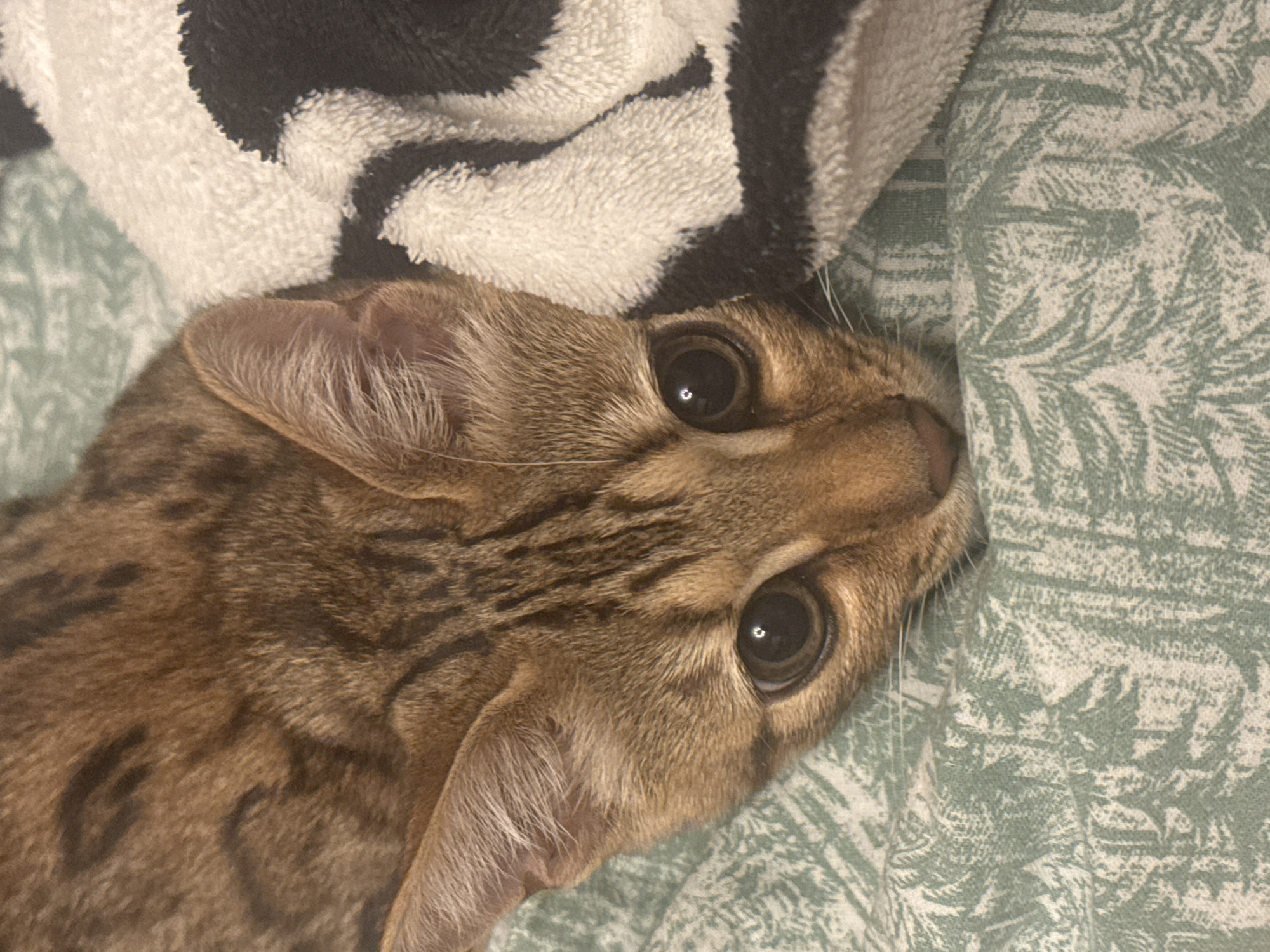 A close-up, eye-level shot captures a Bengal cat resting on a patterned green fabric, partially covered by a black and white striped blanket. The cat's head is positioned in the foreground, with its eyes wide open, reflecting a small light source. Its fur displays the characteristic spotted pattern of the breed, with dark brown markings on a lighter brown background. The cat's ears are perked, and its whiskers are visible against the fabric. The green fabric appears to have a subtle pattern of stylized leaves or trees. The black and white striped blanket is soft and plush, draped over the cat's body. The image does not contain any information that would allow for identification of the city of Rzhev, Russia, or any other geographical location.