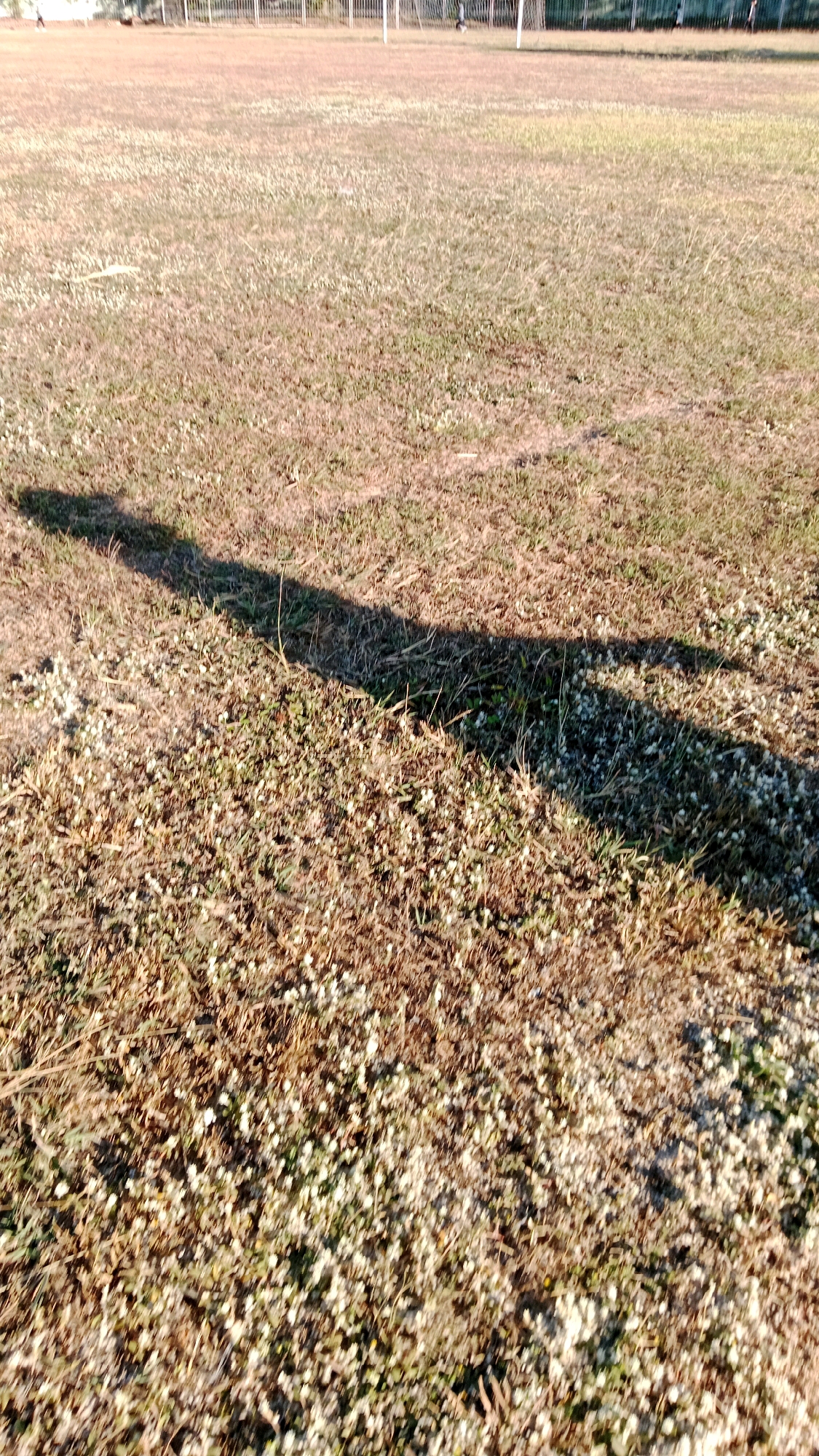 The image shows a grassy field, likely a sports field, with a long shadow cast across it from the left. The grass is a mixture of dry brown and greener patches, interspersed with small white flowers. In the background, a white fence and goalposts are visible, suggesting it is a soccer or football field. Two indistinct figures are walking or standing near the goalposts in the background. The overall scene suggests an outdoor location, possibly in Baron, Indonesia, during a sunny day given the strong shadow.