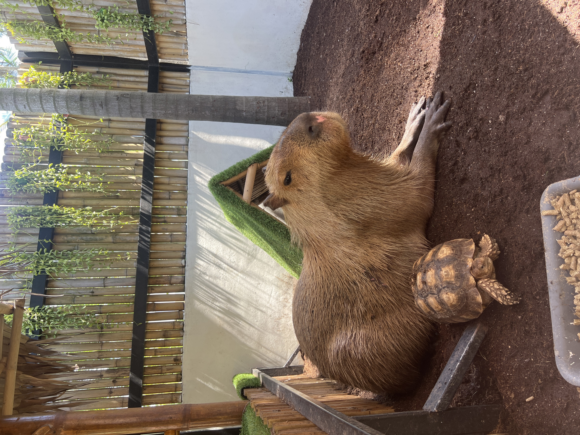 This image depicts a capybara and a tortoise resting in an outdoor enclosure. The enclosure is characterized by a bamboo fence, a white wall, and a dirt floor. The capybara, a large rodent, is lying down, while the tortoise is positioned next to it. In the background, there is a palm tree and some hanging plants, suggesting a tropical environment, consistent with the location of ตำบลเกาะพะงัน, Thailand. The scene appears to be a calm and relaxed setting, possibly a zoo or animal sanctuary.