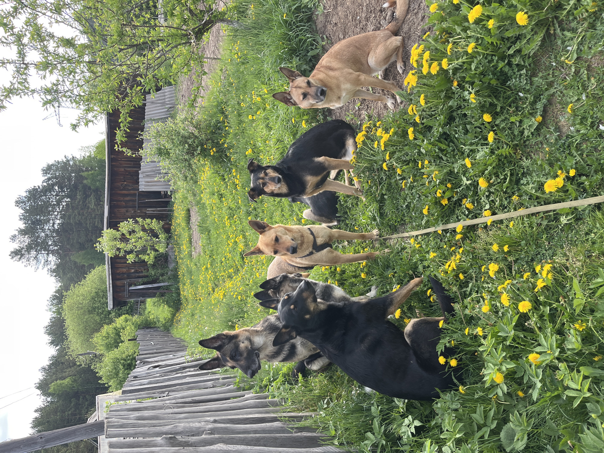 The image shows six dogs of varying breeds and colors in a grassy field, likely in a rural or semi-rural area. The dogs are connected by a leash or rope. The grass is interspersed with yellow dandelions. In the background, there is a wooden fence and a rustic wooden building or structure with trees and vegetation surrounding it. The specific location is difficult to determine with certainty from the image alone. However, the image depicts landscape that is consistent with general landscape of Nizhny Tagil, Russia.