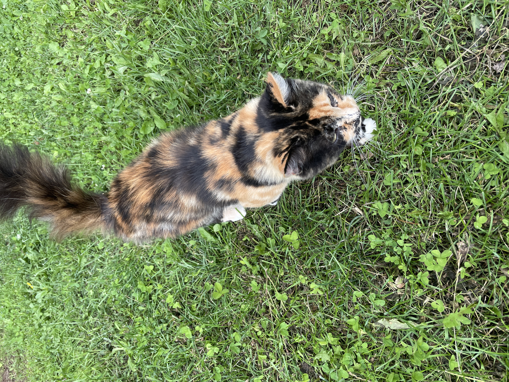 A calico cat with distinct patches of black, orange, and cream fur stands on a patch of green grass. The cat's tail is long and bushy with similar calico coloring. The grass is interspersed with clover and other small green plants. The scene appears to be outdoors, likely in a yard or park, with no specific city landmarks visible. The cat is facing downwards, appearing to sniff or observe something on the ground. The image is taken from a slightly elevated perspective.