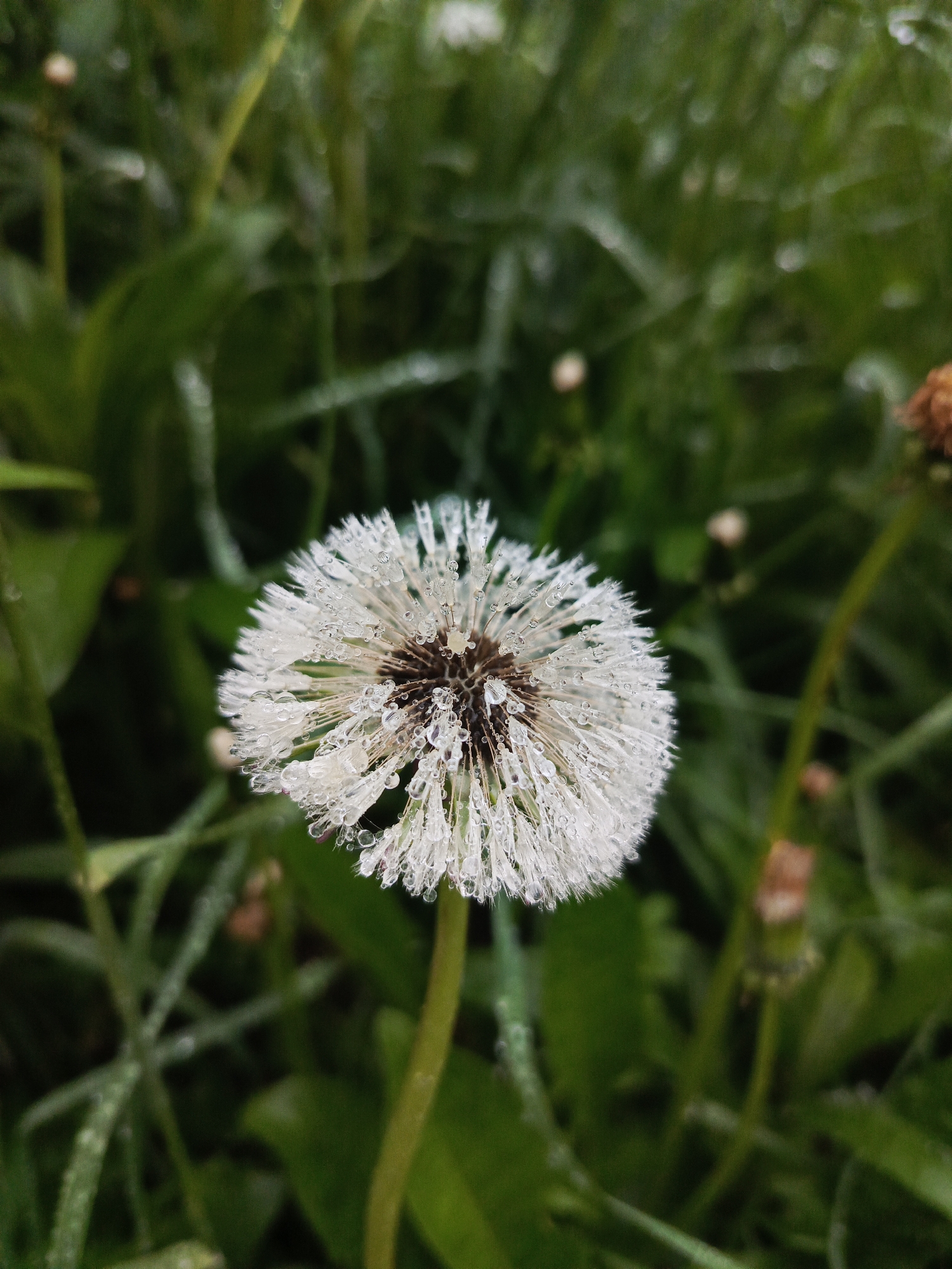 A close-up, high-angle photograph captures a mature dandelion seed head (Taraxacum officinale) profusely covered in water droplets, likely dew or rain, against a soft-focus green background in Chaikovsky, Russia. The spherical seed head dominates the center of the frame, exhibiting delicate white pappus bristles, each adorned with multiple clear, reflective water beads. The central receptacle of the dandelion is dark brown to black. A slender, light green stem supports the seed head, extending downwards. The background consists of blurred, verdant green grass and foliage, with several indistinct light-colored blurs, possibly other dandelion remnants or buds, and a dried, brownish plant stalk visible on the far right. No people or animals are present. The scene is illuminated by soft, natural light, emphasizing the intricate details of the water-laden seed head.