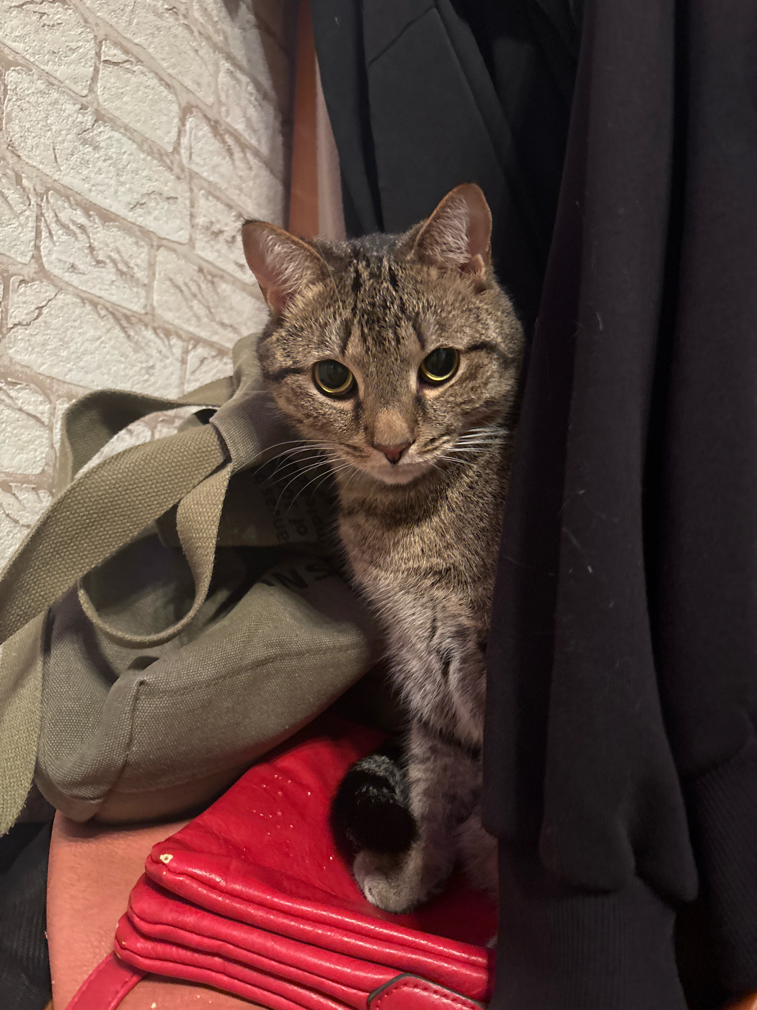 A tabby cat is peeking from behind black clothing, with its head and front paws visible. The cat is sitting on top of a red purse, which is placed on a person's shoulder. A tan canvas bag is visible to the left of the cat, and a brick wall is in the background. The scene appears to be indoors, possibly in a domestic setting, and there is no indication of the specific location within Novocheboksarsk, Russia.