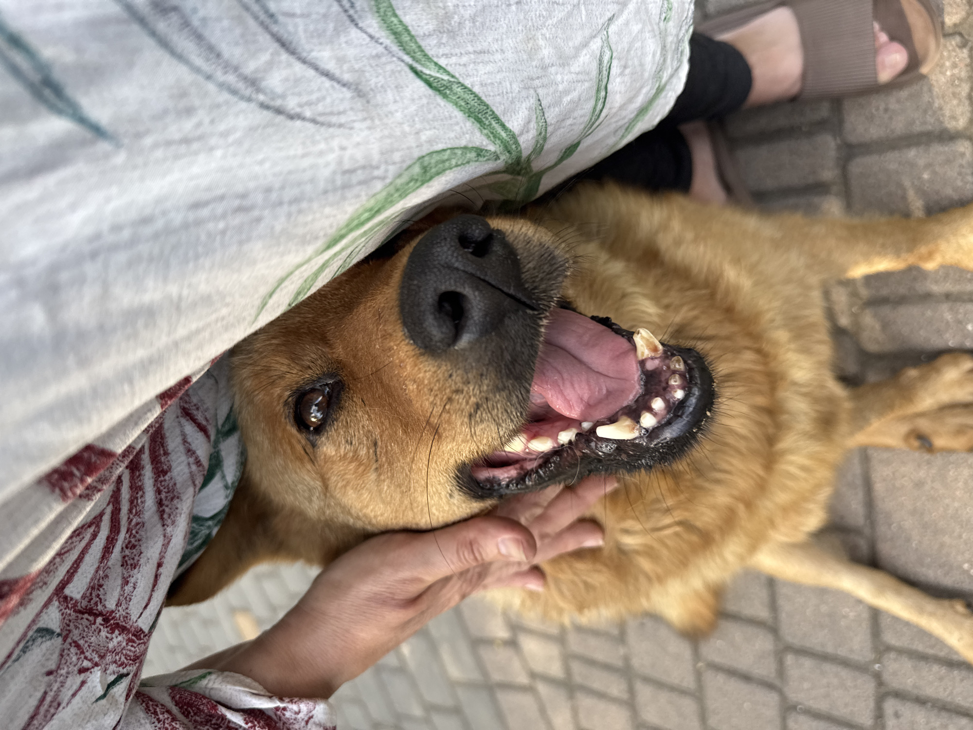 A close-up shot captures a medium-sized, golden-brown dog with its mouth wide open, panting. The dog's tongue is pink and visible, and its teeth are white with some brown discoloration. A person's hand is gently resting on the dog's head, stroking its fur. The dog is partially obscured by a white fabric with a floral pattern of red and green. The background shows a paved surface with rectangular stones, suggesting an outdoor setting in Odesa, Ukraine. A person's feet, wearing brown sandals, are visible to the right of the dog.