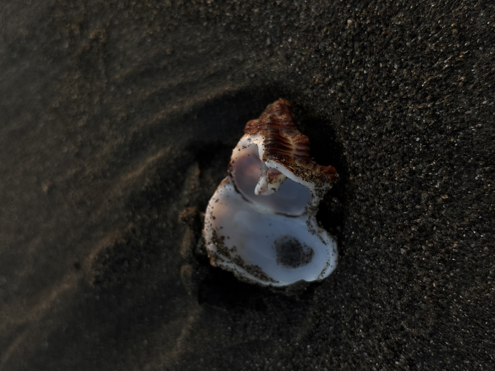 An overhead shot captures a solitary, broken seashell resting on dark, damp sand. The seashell, likely a conch or similar spiral-shaped mollusk, is the central focus and exhibits an irregular, fractured opening. Its interior reveals shades of iridescent white and pale purple, with dark specks of sand clinging to its surface, particularly along the rim. The exterior of the shell is a weathered reddish-brown, featuring distinct ridges and a textured, slightly rough appearance.
The sand surrounding the shell is very dark, almost black, and appears to be composed of both fine and slightly coarser grains, characteristic of volcanic beaches often found in places like Kerambitan, Indonesia. Some areas of the sand are in sharp focus, while others are softly blurred, creating a shallow depth of field that emphasizes the shell. The lighting is soft and appears to come from an angle, suggesting either early morning or late afternoon light, casting subtle shadows and highlighting the contours of the shell. There is no visible activity or text within the frame, and the scene conveys a sense of tranquility and natural decay.