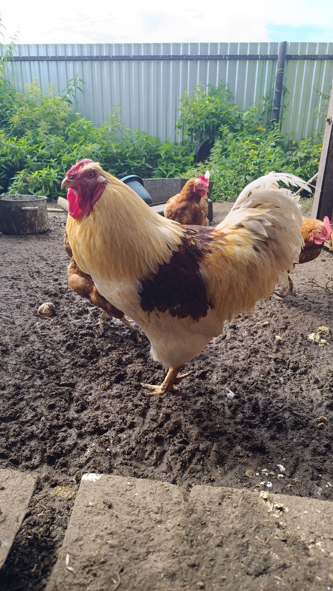 In Karsha, Russia, a male chicken with cream and dark brown plumage stands in muddy terrain. The chicken's comb is bright red. Several brown female chickens are visible in the background, some partially obscured. A metal fence runs along the rear of the scene, bordered by lush green vegetation. In the foreground, concrete slabs lie on the muddy ground. The sky above is overcast.