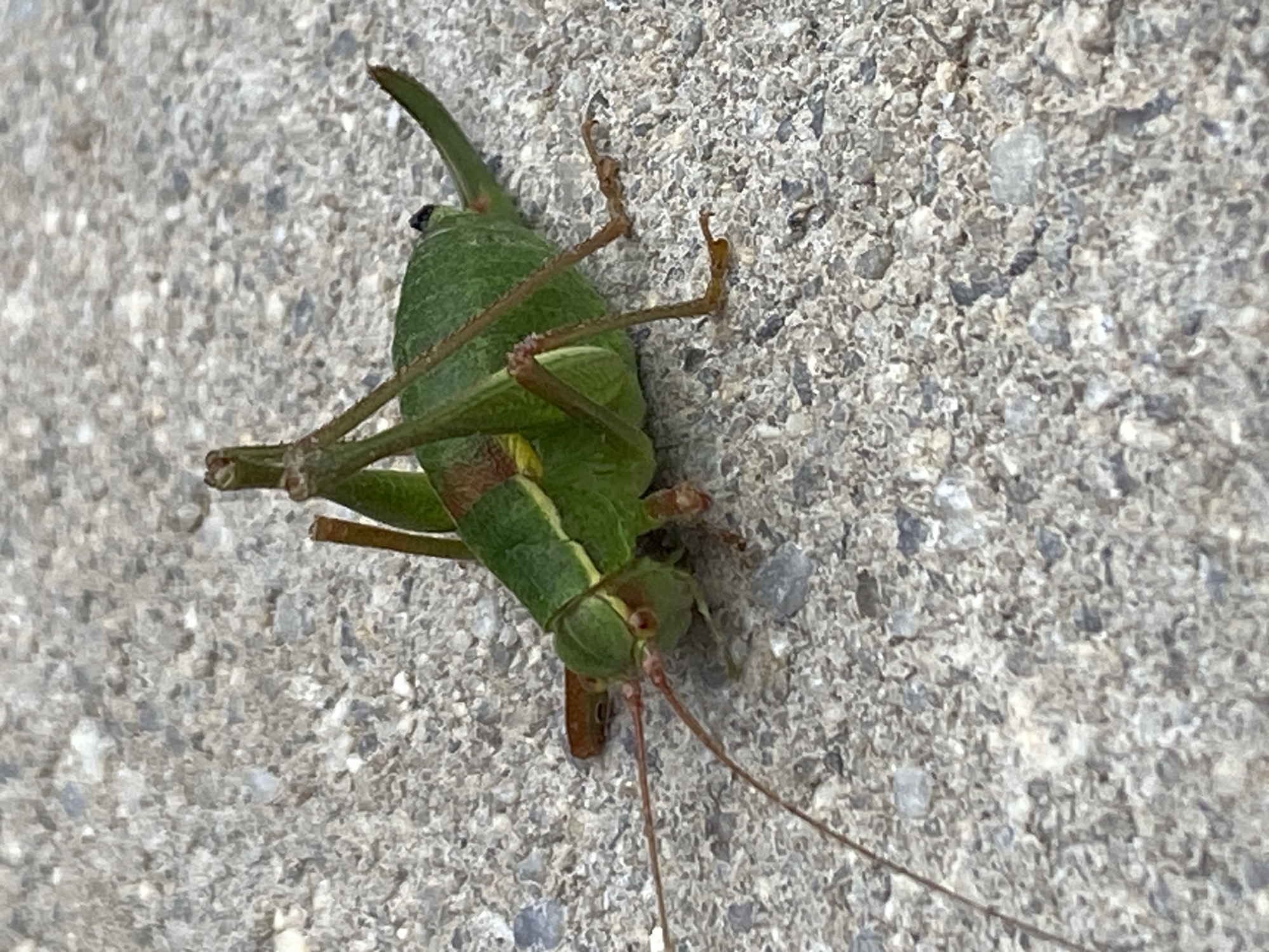 A bright green katydid is shown resting on a coarse, grey concrete surface. The insect is positioned at an angle, facing left, with its long antennae extending forward. Its legs are splayed out, and its body is elongated with visible wings folded along its back. A small, dark ovipositor is visible at the rear of the insect. The concrete surface displays a rough texture with various shades of grey and small, embedded stones. The lighting suggests an outdoor environment, possibly in a park or paved area within Purkersdorf, Austria. There are no people or other discernible objects in the frame.