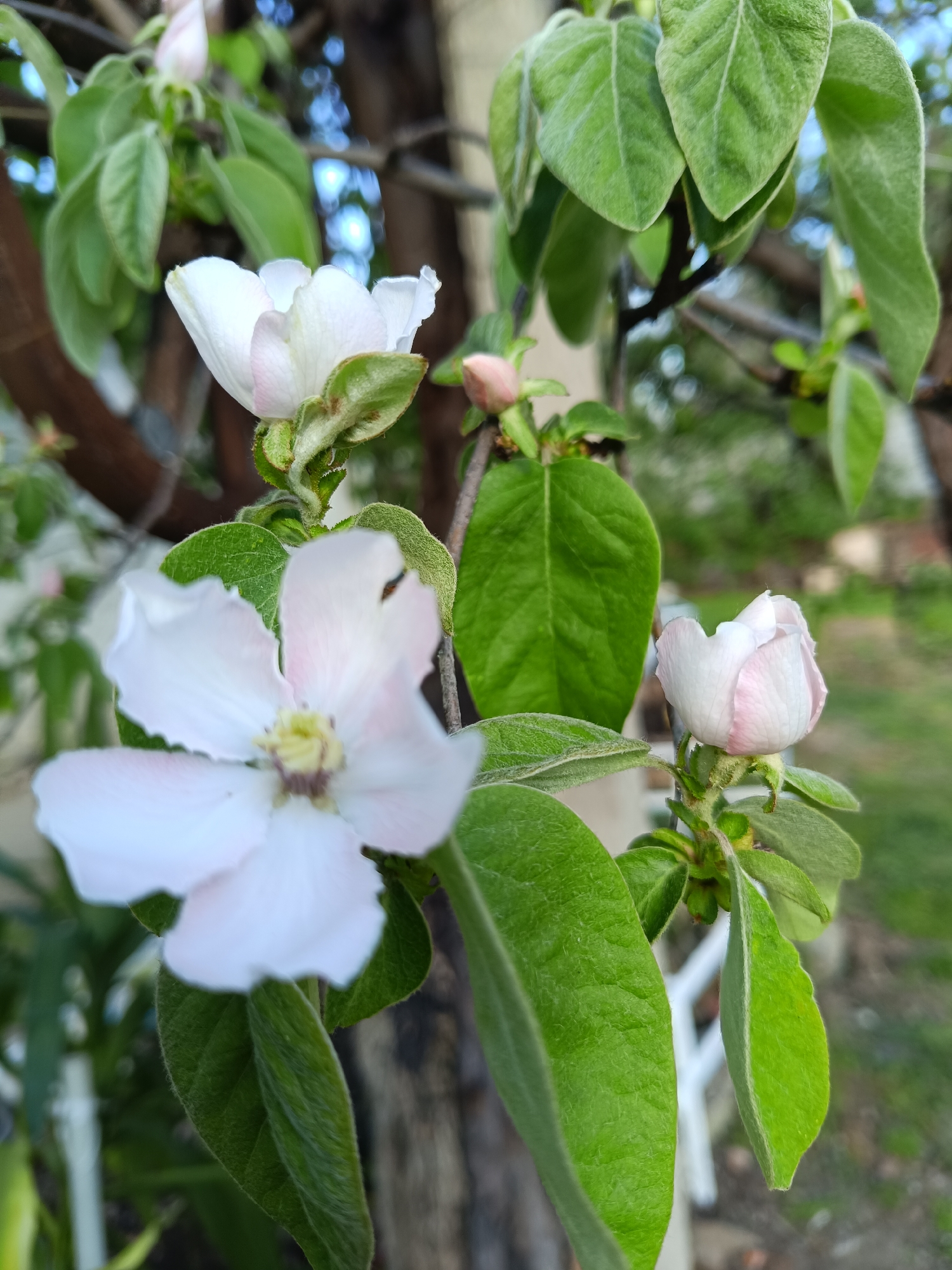 The image shows a close-up of a Quince (Cydonia oblonga) tree branch with several blossoms and leaves. The blossoms are white with a tinge of pink. Some blossoms are in full bloom, while others are still buds. The leaves are green and slightly fuzzy. The background is blurred, but a tree trunk and a white fence can be distinguished. The image was taken in the city of Vasil Drumev, Bulgaria. There are no people, animals or interactions depicted in this scene.