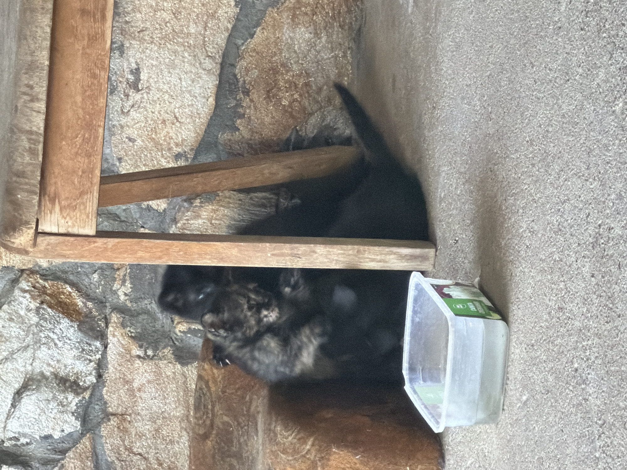 The image shows two black jaguars, one with distinctive markings, nestled under a wooden structure next to a plastic container, possibly a feeder. The background includes a stone wall. The location is Iskar, Bulgaria.