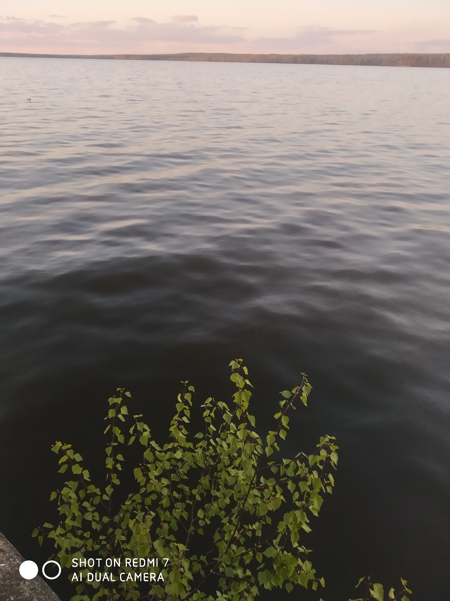 The image shows a body of water, likely a lake or river, with gentle waves on the surface. In the foreground, there is a bush with green leaves. In the distance, there is a line of trees on the horizon, and the sky is a pale pink color. The location is the city of Chaikovsky, Russia. The image was taken on a Redmi 7 AI Dual Camera phone.