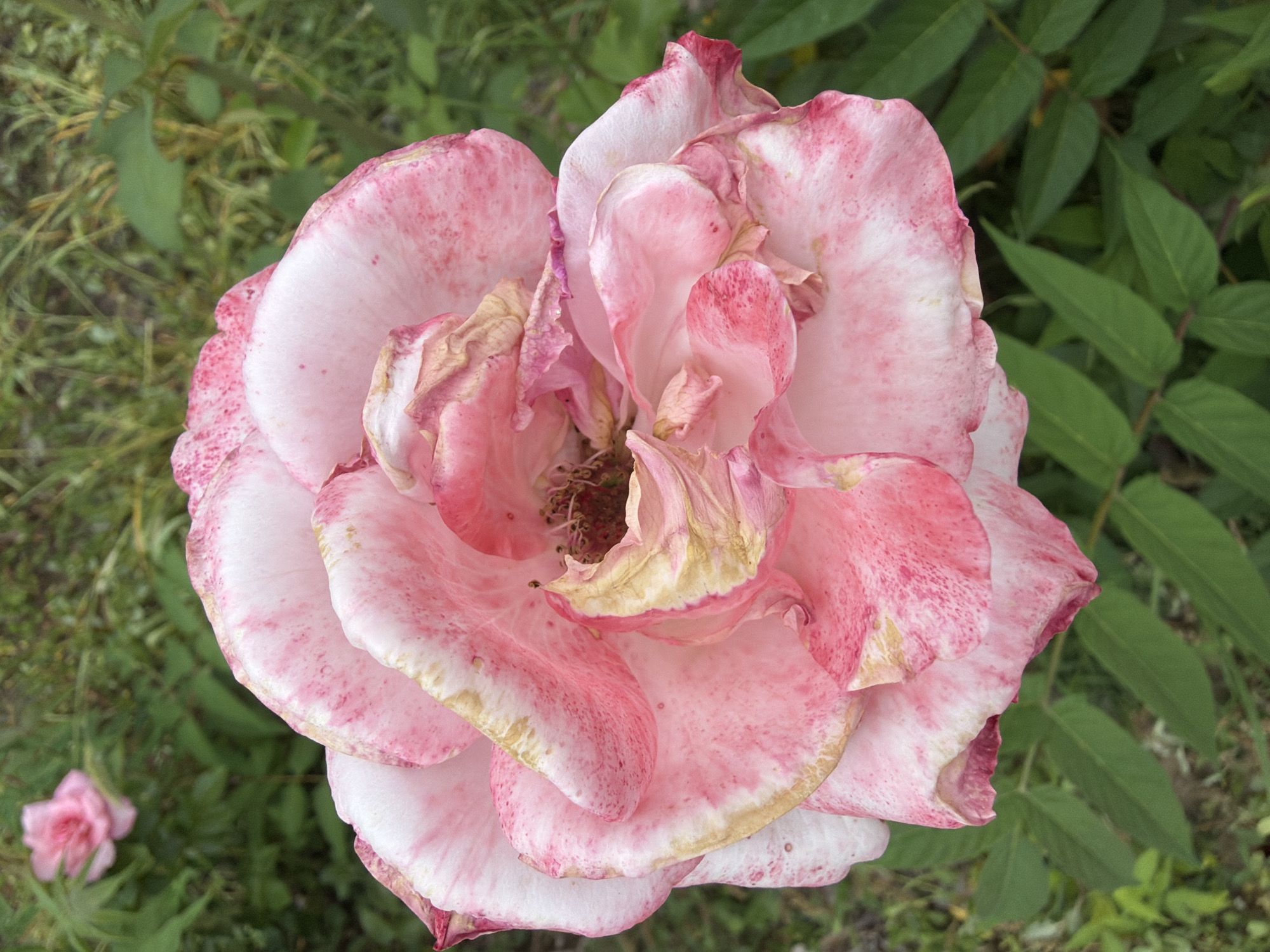 A close-up, eye-level shot captures a fully bloomed pink rose with variegated petals showing speckles of darker pink and dried, yellowed edges. The rose is positioned in the center of the frame, with its intricate layers and delicate texture prominently displayed. In the background, out of focus, is a blurred green garden with a hint of another pink rose visible in the upper left quadrant. The scene suggests an outdoor setting, likely a garden or park, in Pazardzhik, Bulgaria, given the context.