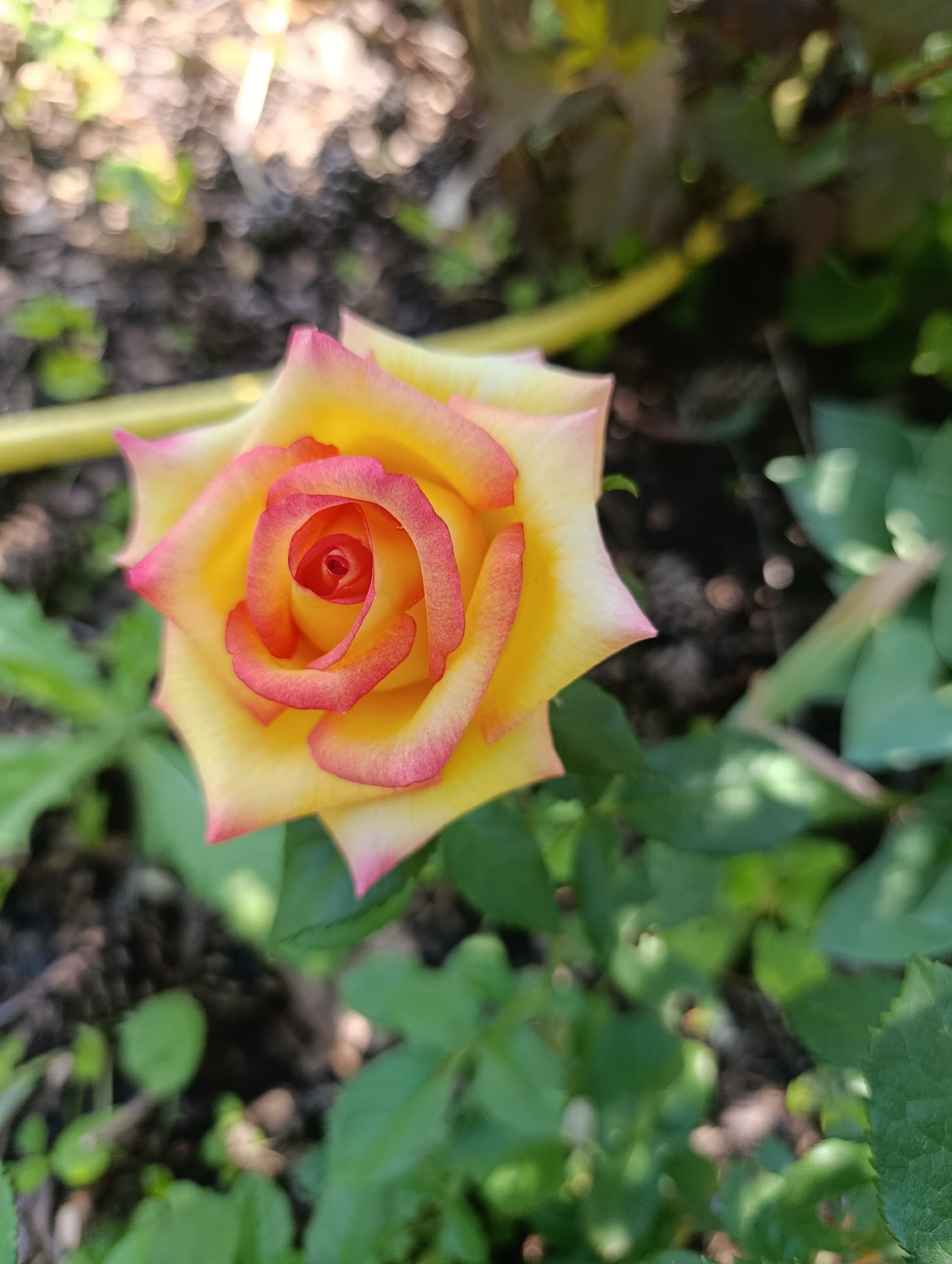 A close-up, overhead shot captures a single, blooming rose in a garden setting. The rose, predominantly yellow, features prominent pink-to-red edges on its petals, forming a swirling pattern towards its center. The petals are delicately unfurling, revealing a tight spiral at the core. The rose is positioned in the upper left quadrant of the frame, with its leaves and surrounding garden foliage providing a blurred green backdrop. Hints of dappled sunlight suggest an outdoor environment. The image does not contain any identifiable individuals or specific architectural elements that would indicate its location within Bratske, Ukraine.