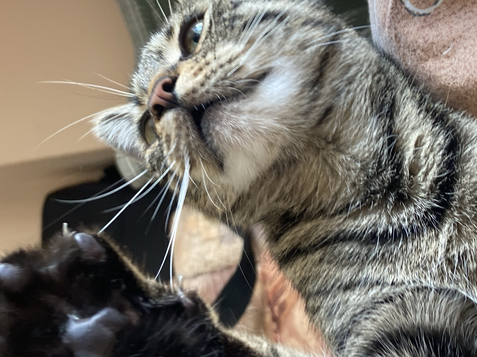 The image shows a close-up of a tabby cat's face looking upwards, with its whiskers prominent. A dark-furred cat's paw with visible claws is in the upper left portion of the frame, appearing to be touching or interacting with the tabby cat. The background is blurred and appears to be an indoor setting, possibly a bed or sofa, with textured fabric visible in the lower right corner. There is no indication of the city of Sofia, Bulgaria, in the image or its context.