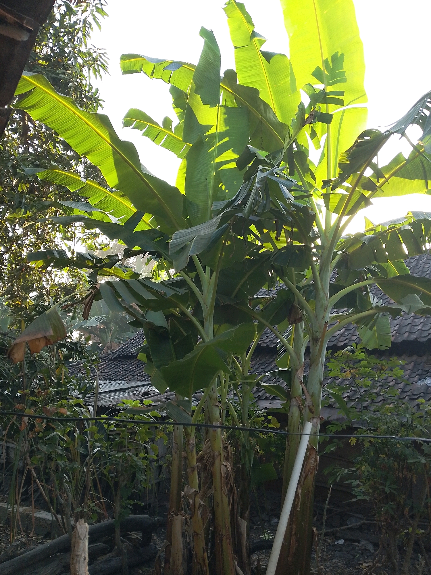 In Wadang, Indonesia, a cluster of banana trees dominates the scene. Their large, vibrant green leaves are illuminated by the sun, creating a bright, almost backlit effect. The trees are tall and leafy, with thick, fibrous stalks. In the background, the roof of a house, with its dark, overlapping tiles, is partially visible. The surrounding area appears to be a yard or garden, with other vegetation and some fallen branches or logs on the ground. A white pipe leans against one of the banana tree trunks. The overall impression is of a lush, tropical environment.