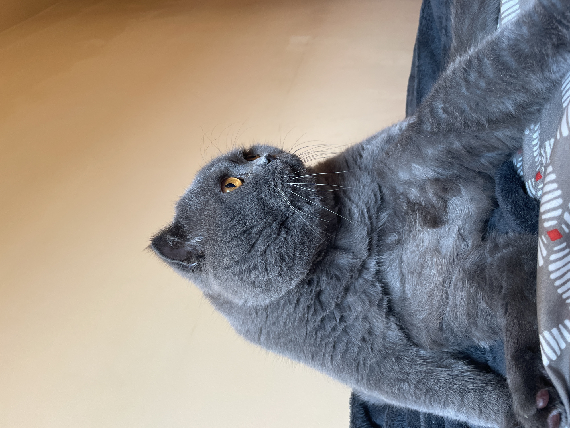 A grey Scottish Fold cat sits on a bed with its body angled to the left and its head turned to the right, looking off-camera. The cat has bright orange eyes and is lying on a dark grey blanket, which is on top of a patterned comforter. The background is a plain, light peach-colored wall.