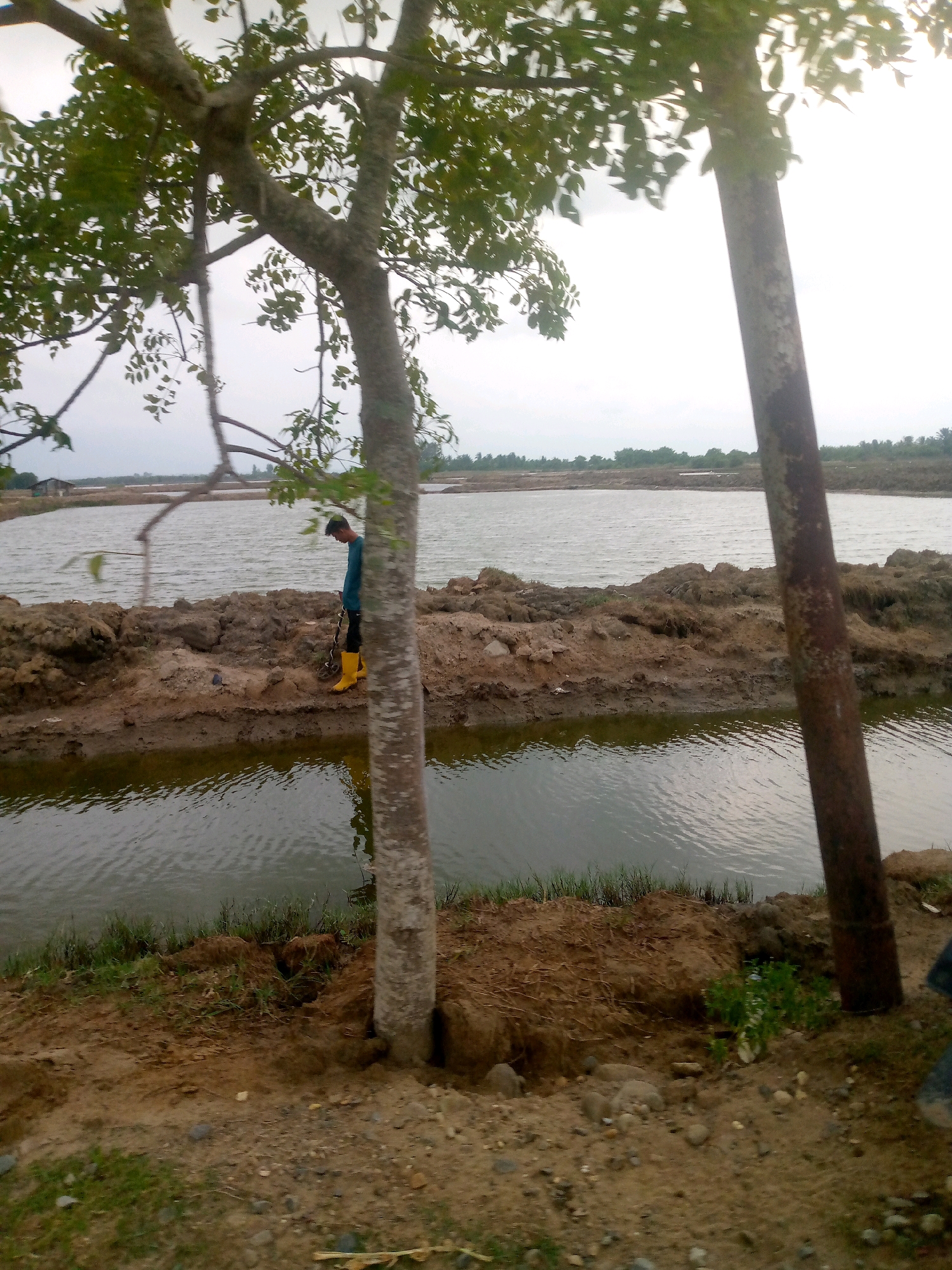 The image depicts a rural scene near Kutaglumpang, Indonesia, likely a fish farm or aquaculture site. In the foreground, a dirt path with scattered stones and dry vegetation leads to a body of water. Two trees are prominently featured, one on the left with a thick trunk and branches extending across the frame, and another on the right, a tall, slender tree trunk partially obscuring the view.
A man, wearing a teal shirt and yellow boots, stands on a raised earthen embankment overlooking the water. He appears to be examining something on the ground or in the water, holding a thin rope or wire in his right hand. The embankment is made of brown soil and is uneven, with clumps of grass and some debris.
Behind the man, a large, still body of water stretches into the distance, its surface rippled by a light breeze. The far bank of the water is lined with trees and vegetation, and in the background, a small, simple building with a dark roof can be seen on the left. The sky is overcast, contributing to a muted, natural light. The overall impression is one of a working agricultural landscape.