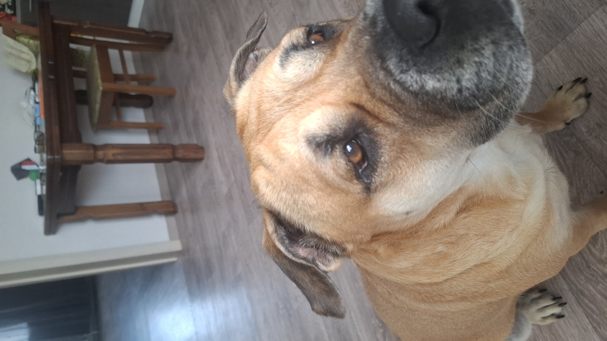 A close-up, eye-level photograph features a large, tan-colored dog looking directly at the camera. The dog's head and upper body dominate the frame, with its dark, moist nose positioned prominently in the top right, creating a slightly wide-angle effect due to the close proximity of the shot. Its fur is a warm light brown or tan, with shorter, darker fur around its muzzle and eyes, which are expressive and dark brown, conveying an attentive and calm demeanor. The dog has floppy, dark-tipped ears. One front paw, with dark claws, is visible near its muzzle, and another paw is seen further down its body.
The background reveals an indoor setting, likely a home. On the left side of the image, a dark wooden dining table with turned legs and two matching wooden chairs are visible. The tabletop holds a few miscellaneous items, including what appears to be a white cloth or paper and some small, colorful objects. The floor beneath the dog and furniture is a light wood-look laminate or tile. The walls in the background are plain white. The image is slightly tilted, giving a rotated perspective. The ambient lighting suggests it is daytime indoors. No visible text is present.