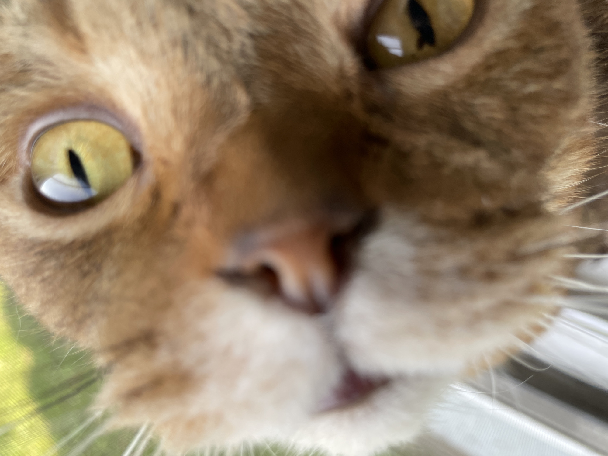 An extreme close-up shot focuses on an orange tabby cat's face, showing its eyes, nose, and whiskers. The cat's left eye, a bright yellow with a slit pupil, is sharp and in focus, while the right eye, also yellow, is slightly out of focus. The cat's nose is a reddish-brown, and white whiskers extend from its muzzle. The background is blurred, with hints of green foliage and a striped pattern that may be a window screen or blinds. The overall impression is that the cat is looking directly at the camera, perhaps with curiosity or playfulness.