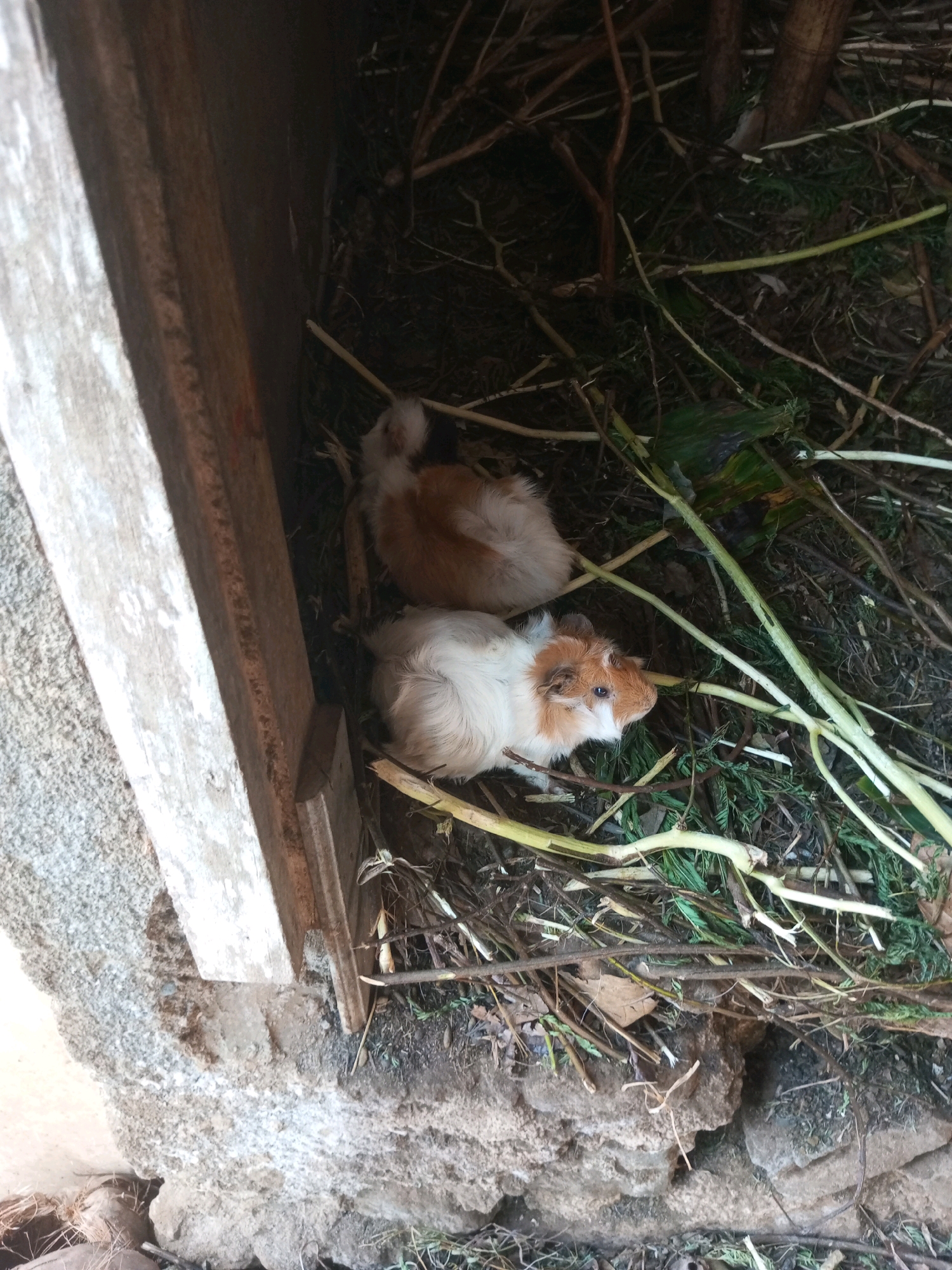 In a rough, natural enclosure with a wooden structure on the left and a stone base below, two guinea pigs are visible amidst dry vegetation and branches. One guinea pig, predominantly white with brown and orange markings, is positioned facing right, with its head and front paws visible. The other, mostly a reddish-brown, is lying down to the upper right of the first, with only its back and hindquarters visible. The environment appears to be outdoors, possibly a sheltered area or hutch. The specific location in the city of Karangsari, Indonesia, is not visually identifiable from the image content.